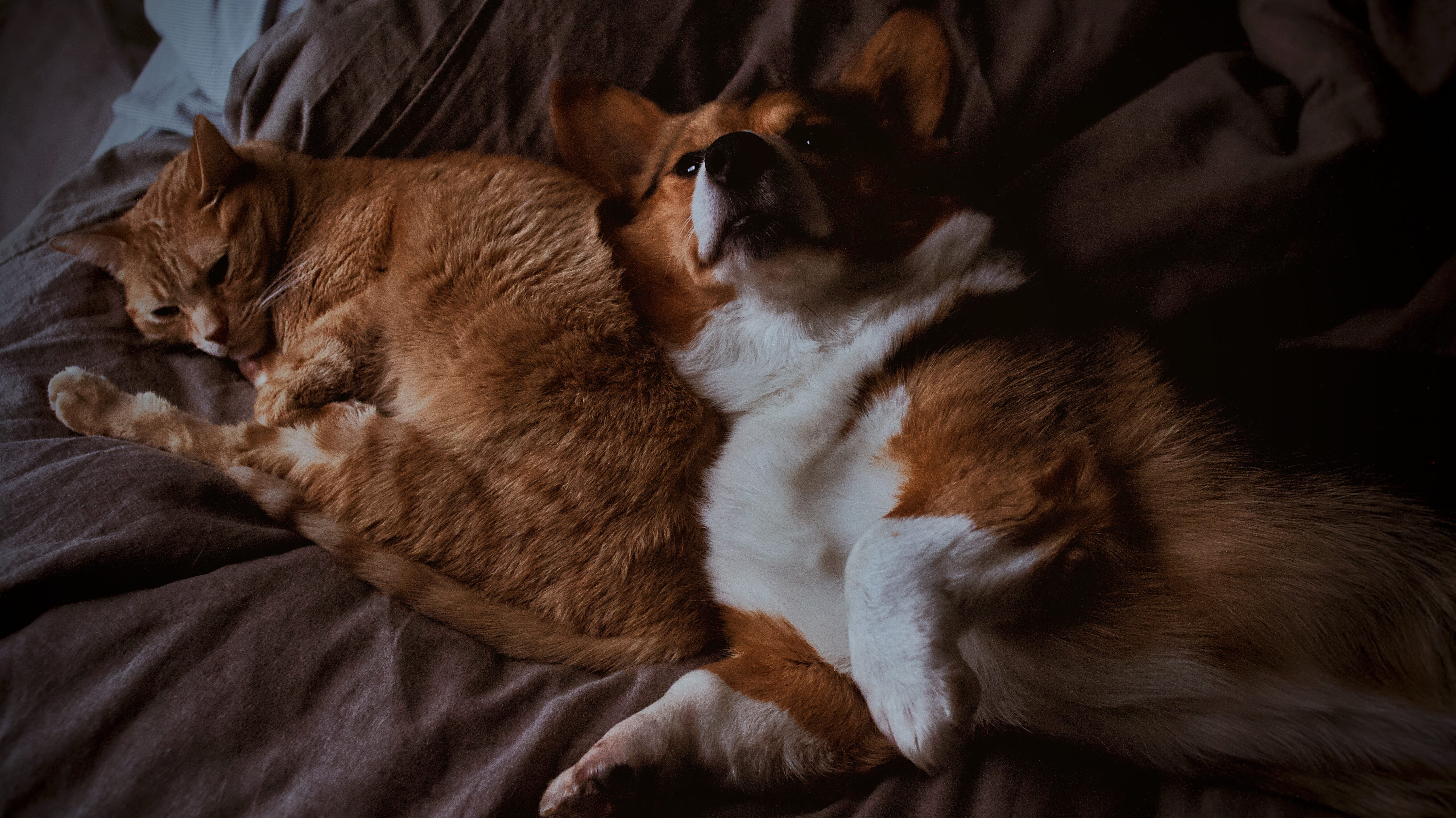 corgi, indoors, high angle view, mammal, collie, united states, pet, couch, german shepherd, brown, canine, vertebrate, domestic cat, domestic, holland, HD Wallpaper