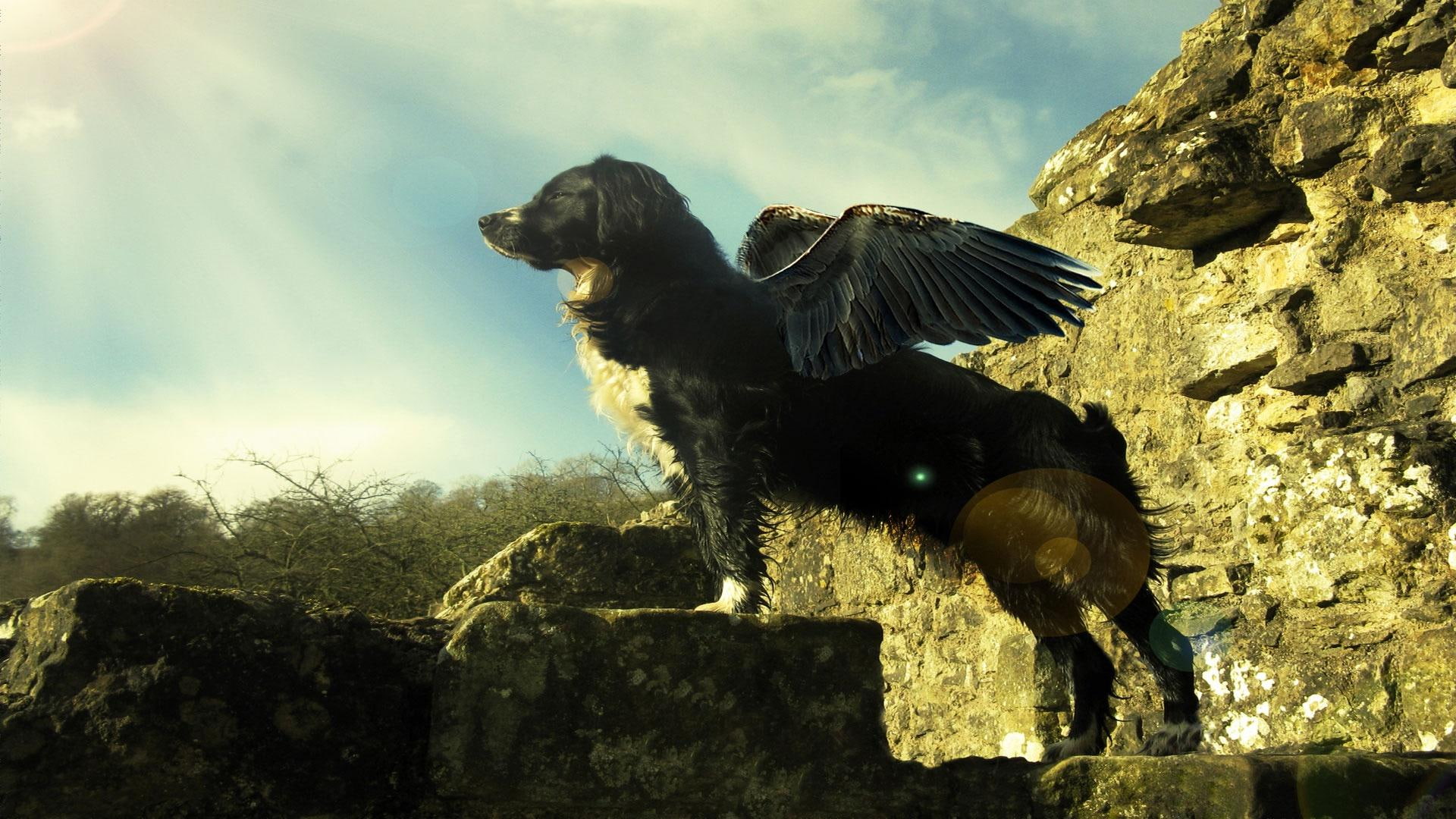 beautiful, sennenhund, clouds, dog, dogs, appenzeller, cute, 1080P, wings, tricolor, animals, nature, flying, HD Wallpaper