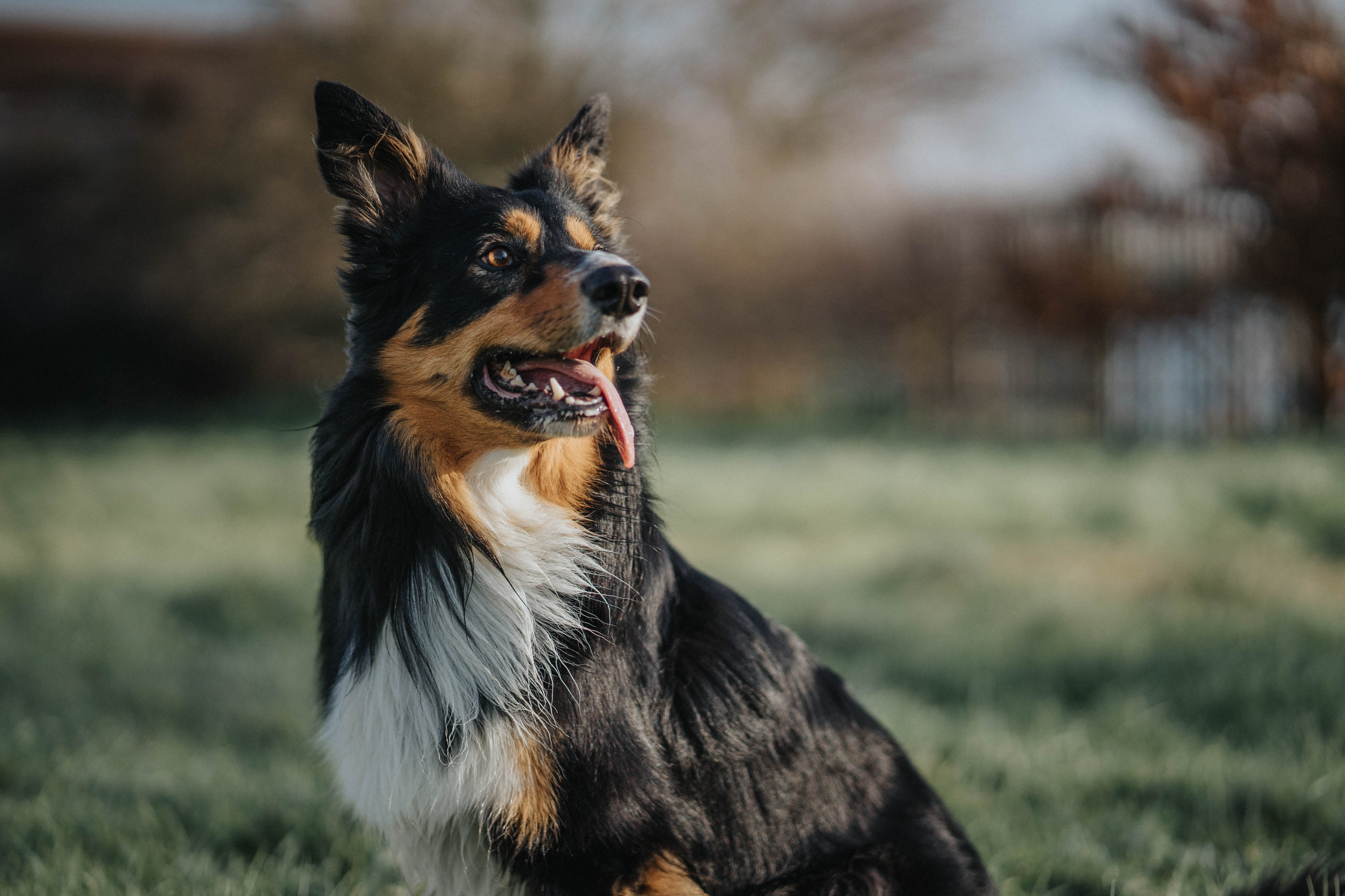 black, spaniel, field, land, outdoors, slope, collie, looking away, brown, domestic, no people, mammal, vertebrate, animal themes, dog, puppy, animal, tire, HD Wallpaper