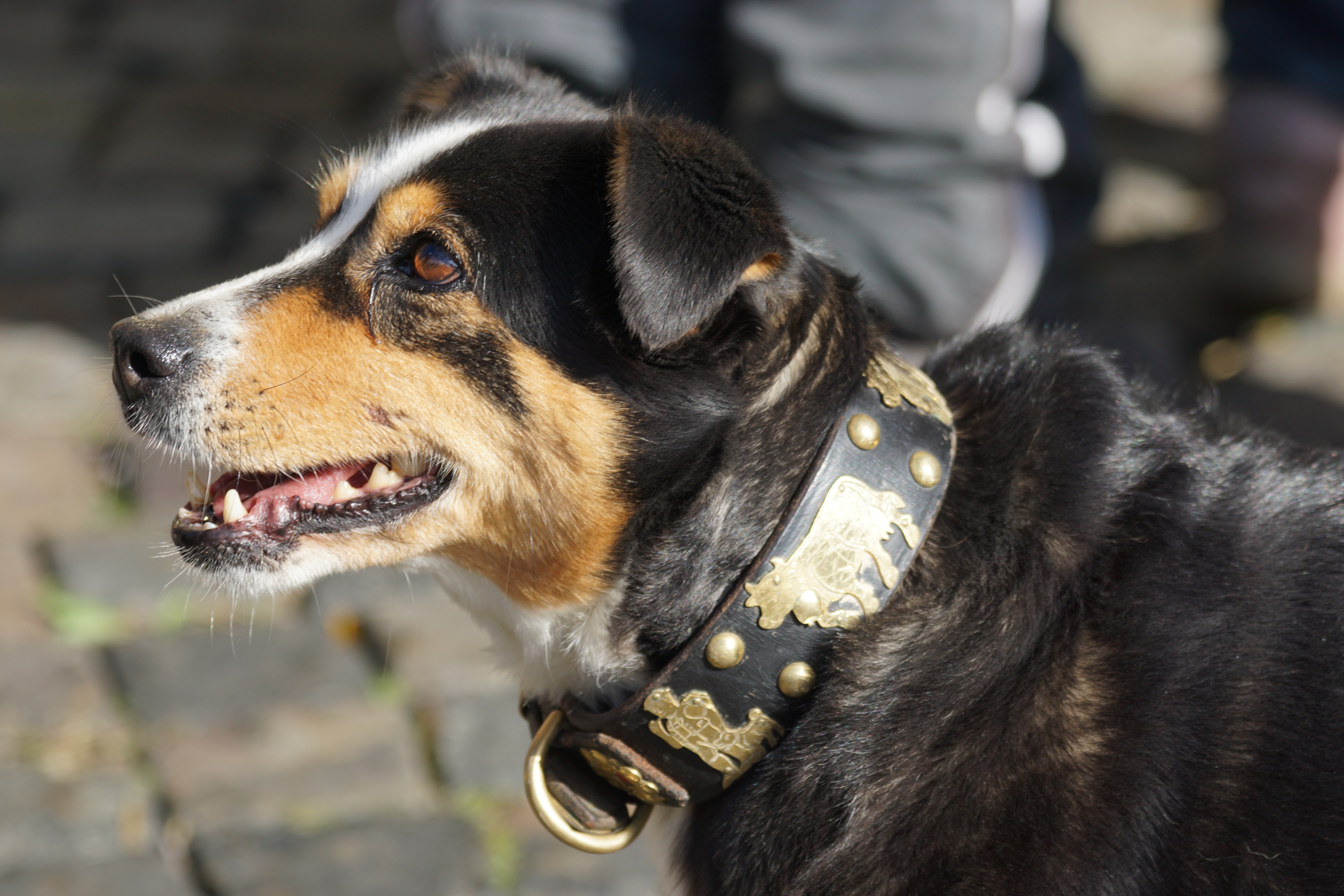 day, pet collar, mouth open, animal head, one animal, blaess, canine, domestic animals, bless, focus on foreground, mammal, customs, appenzell mountain dog, HD Wallpaper