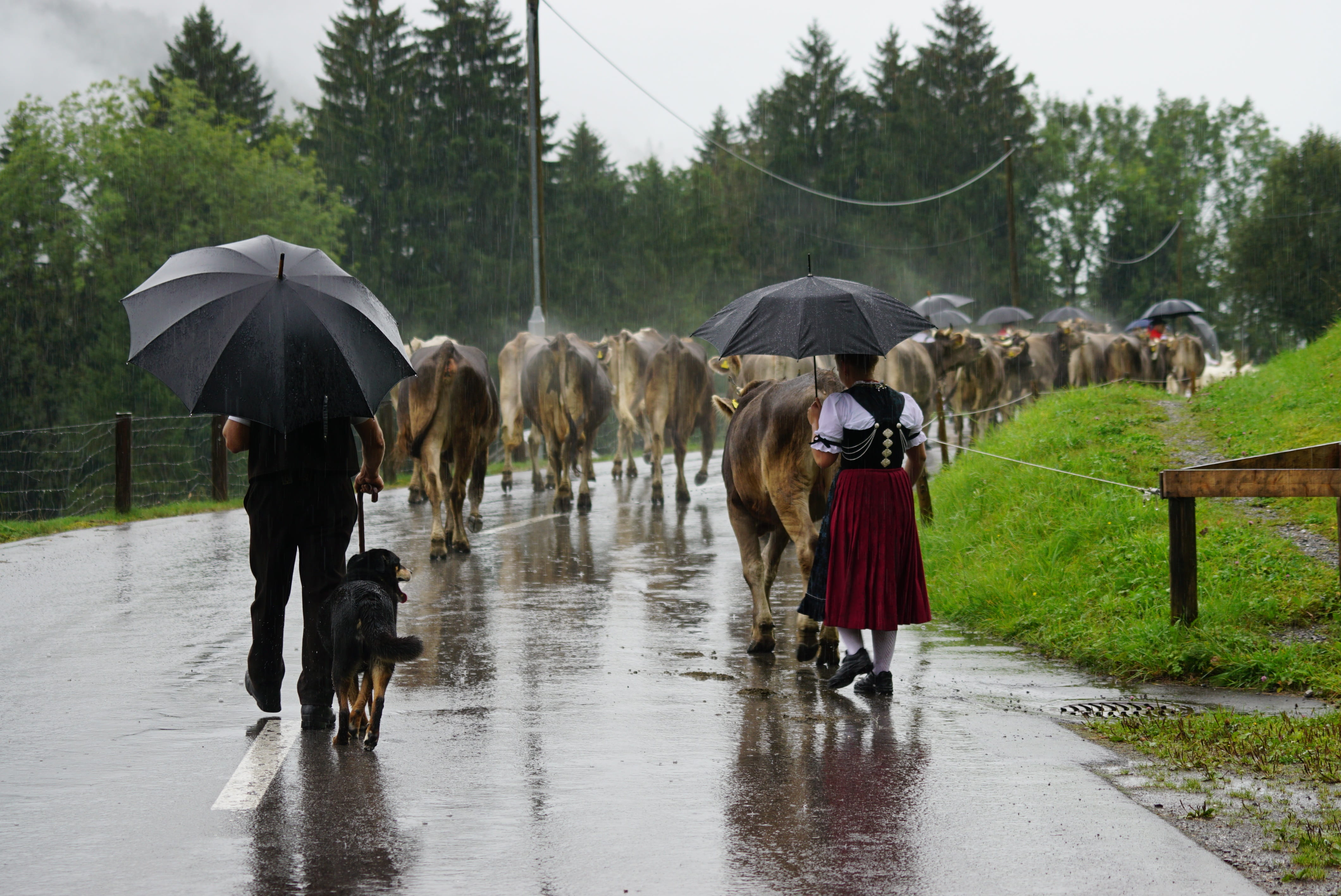 protection, domestic animals, tree, monsoon, rainy season, nature, outdoors, plant, almabtrieb, 4K, pets, umbrella, animal themes, animals, wet, appenzell, HD Wallpaper