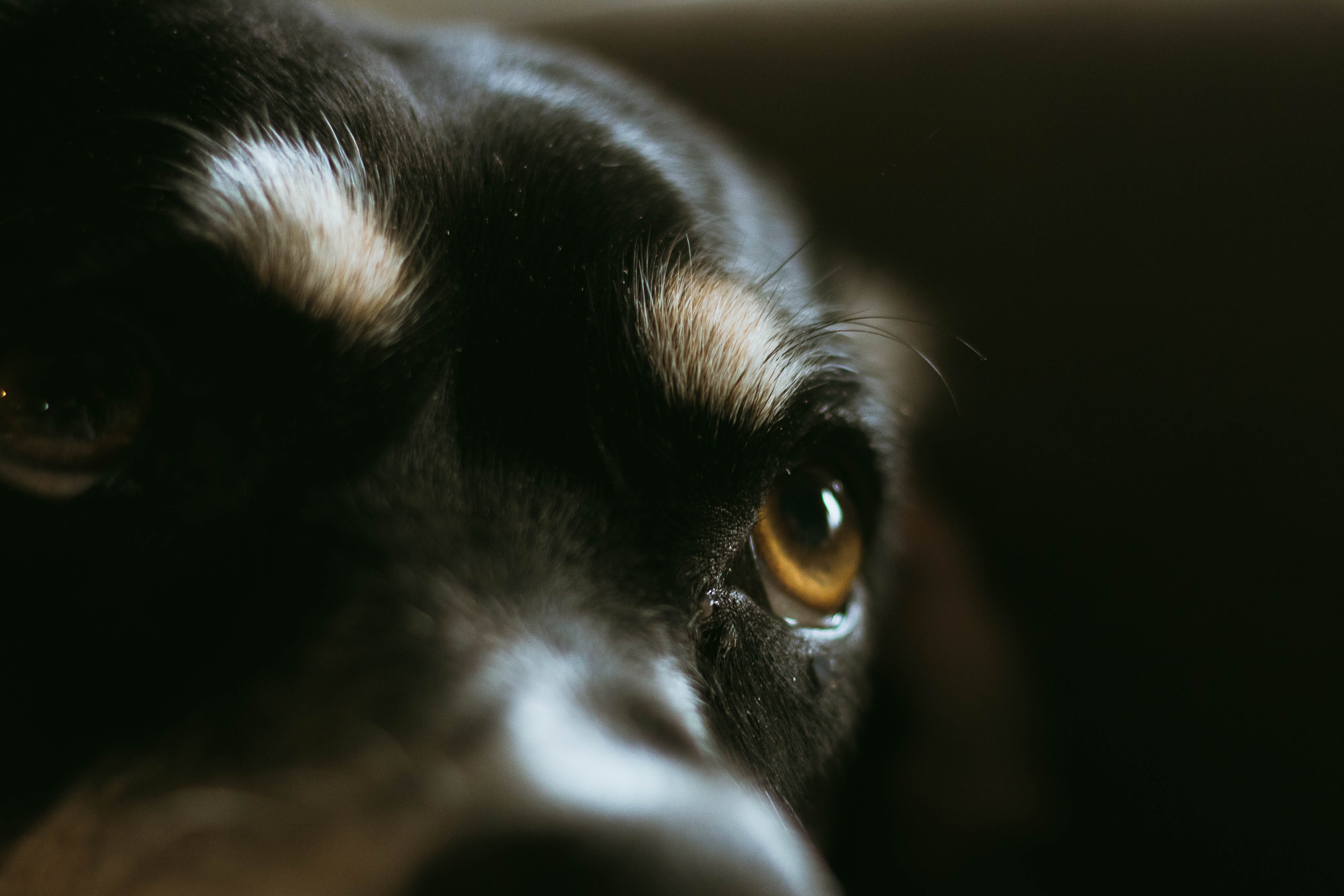 animal body part, indoors, hound, animal themes, black background, whisker, snout, puppy, domestic, small, one animal, border collie, no people, pug, pets, HD Wallpaper