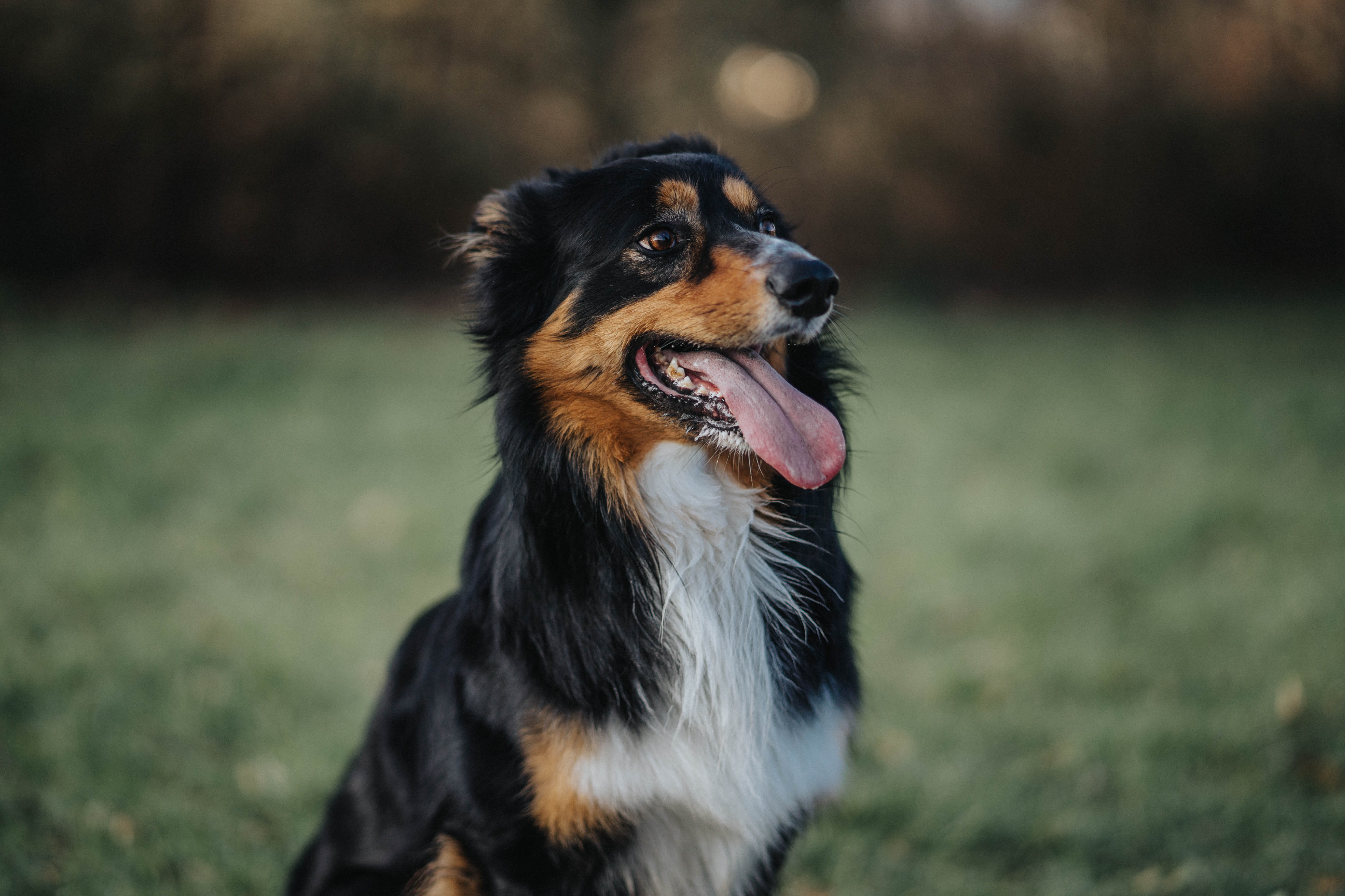 papillon, nature, animal mouth, domestic animals, black, animal, tire, purebred dog, german shepherd, strap, looking away, dog, collie, vertebrate, 5K, HD Wallpaper