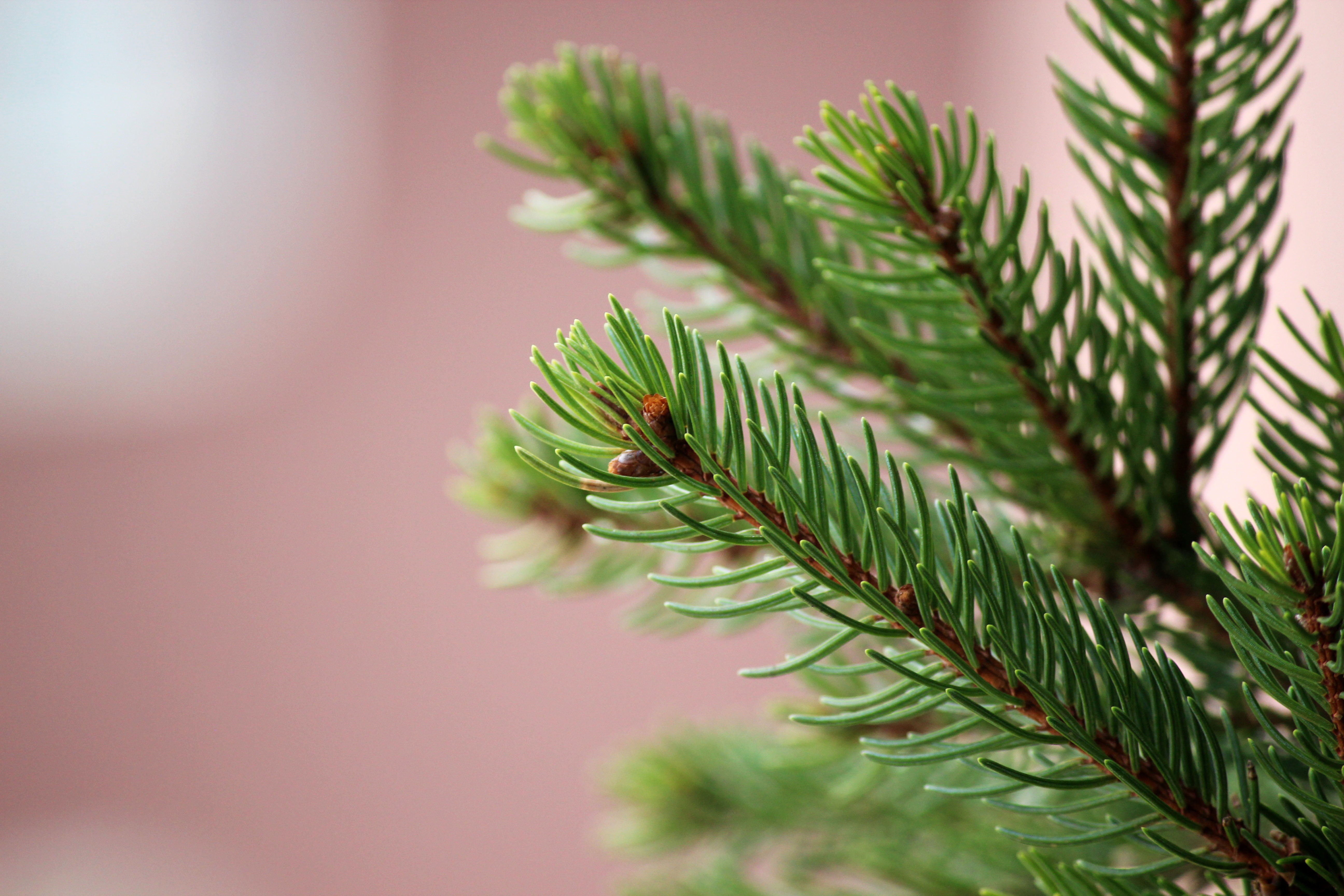 The Church of Jesus Christ of Latter-day Saints, needle - Plant Part, Minimalistic, Time, spruce Tree, selective, 5K, Farben, tree, Appenzell, Switzerland, HD Wallpaper