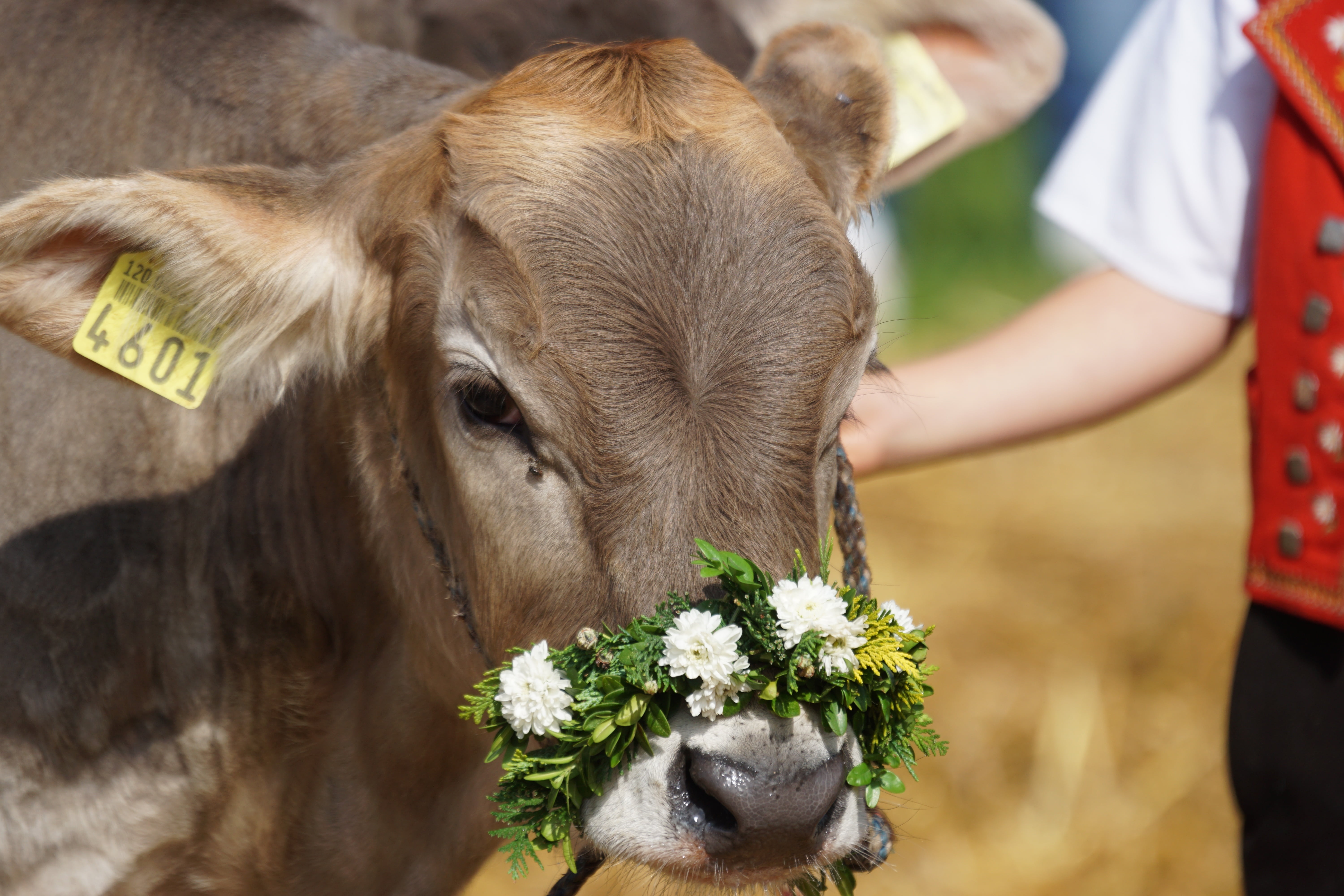 domestic animals, agriculture, animal head, 5K, plant, calf, animal themes, focus on foreground, customs, appenzellerland, costume, flower, herbivorous, HD Wallpaper
