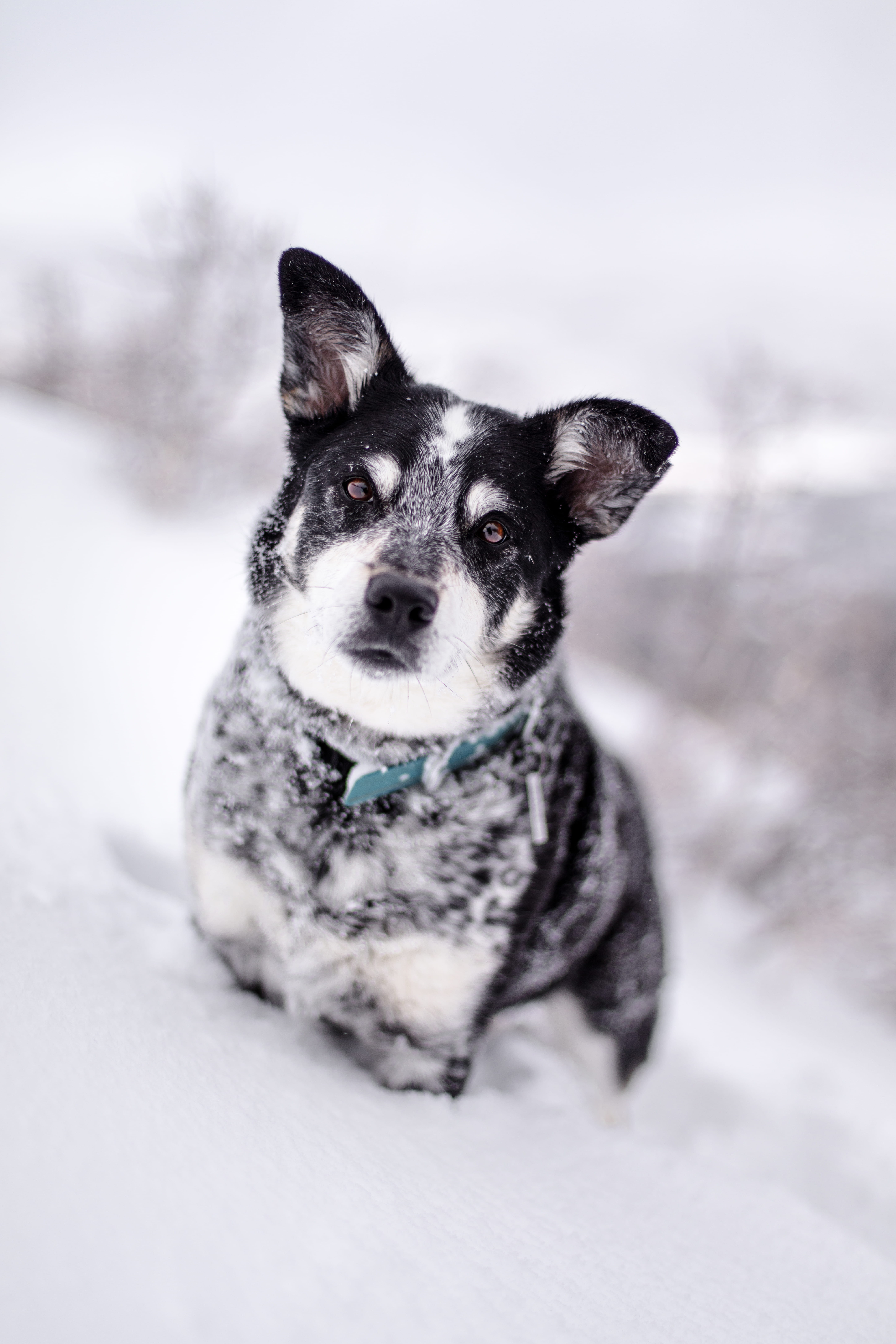 white, snow, selective focus, sitting, domestic animals, blizzard, winter, cold temperature, canine, animal, leash, focus, mammal, pet, husky, no people, Phone HD Wallpaper