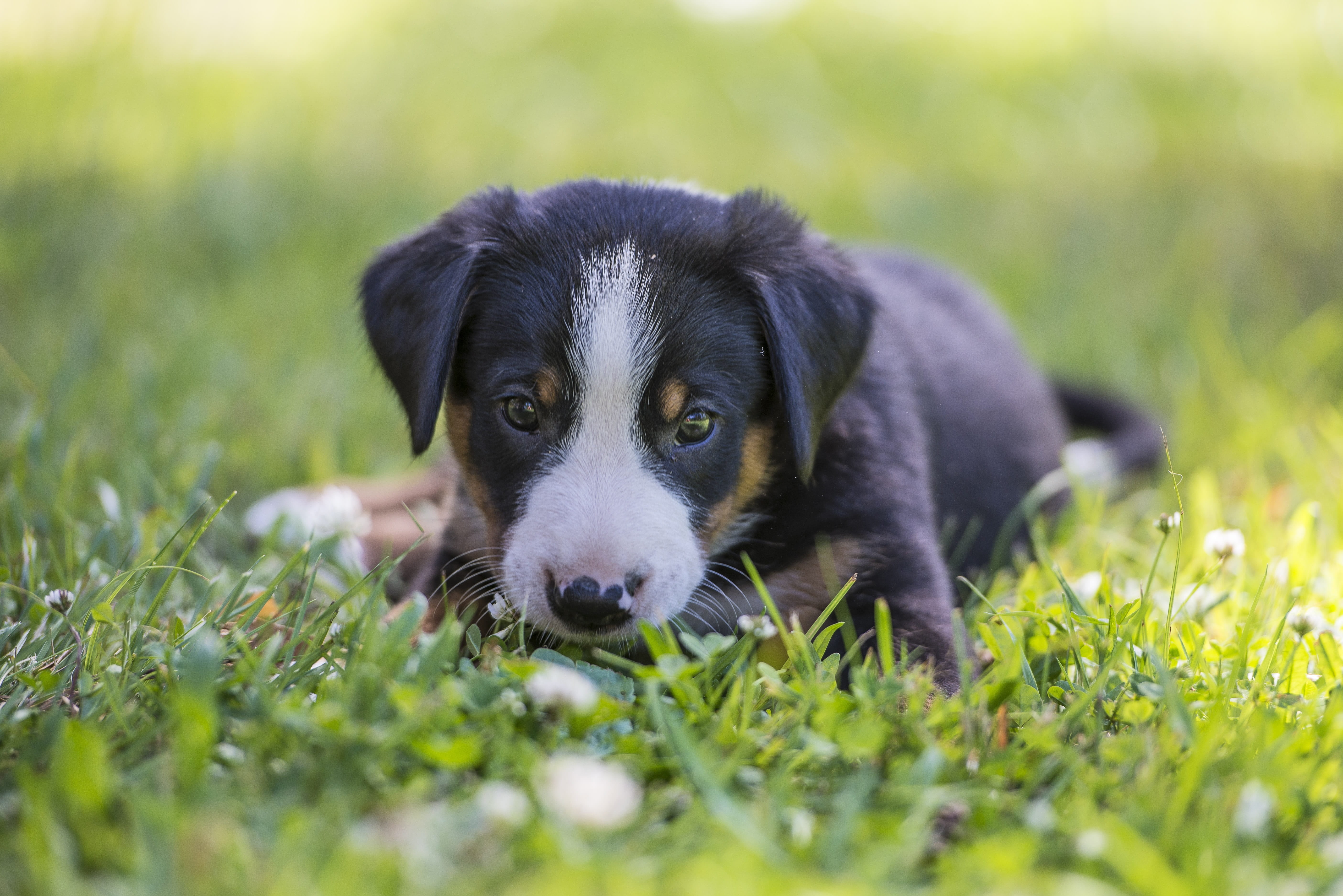 young animal, grass, close, 5K, plant, field, pets, appenzell, mountain, cute, canine, dog, summer, border collie, mammal, vertebrate, animal themes, one animal, HD Wallpaper