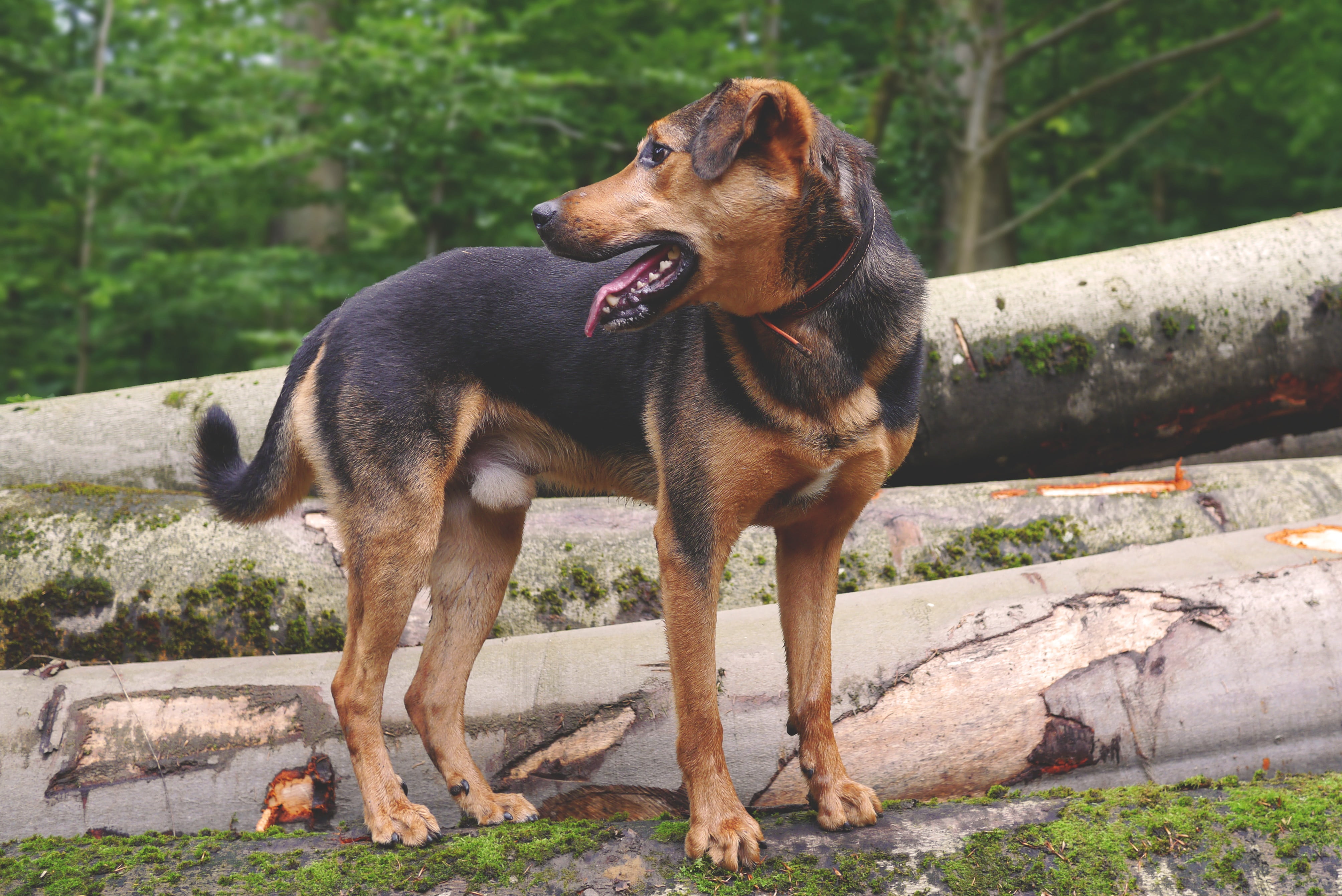 standing, animal themes, one animal, obedience, looking away, plant, pet collar, schäfer dog, animal, cute, 4K, hybrid, looking, attention, mixed breed dog, HD Wallpaper