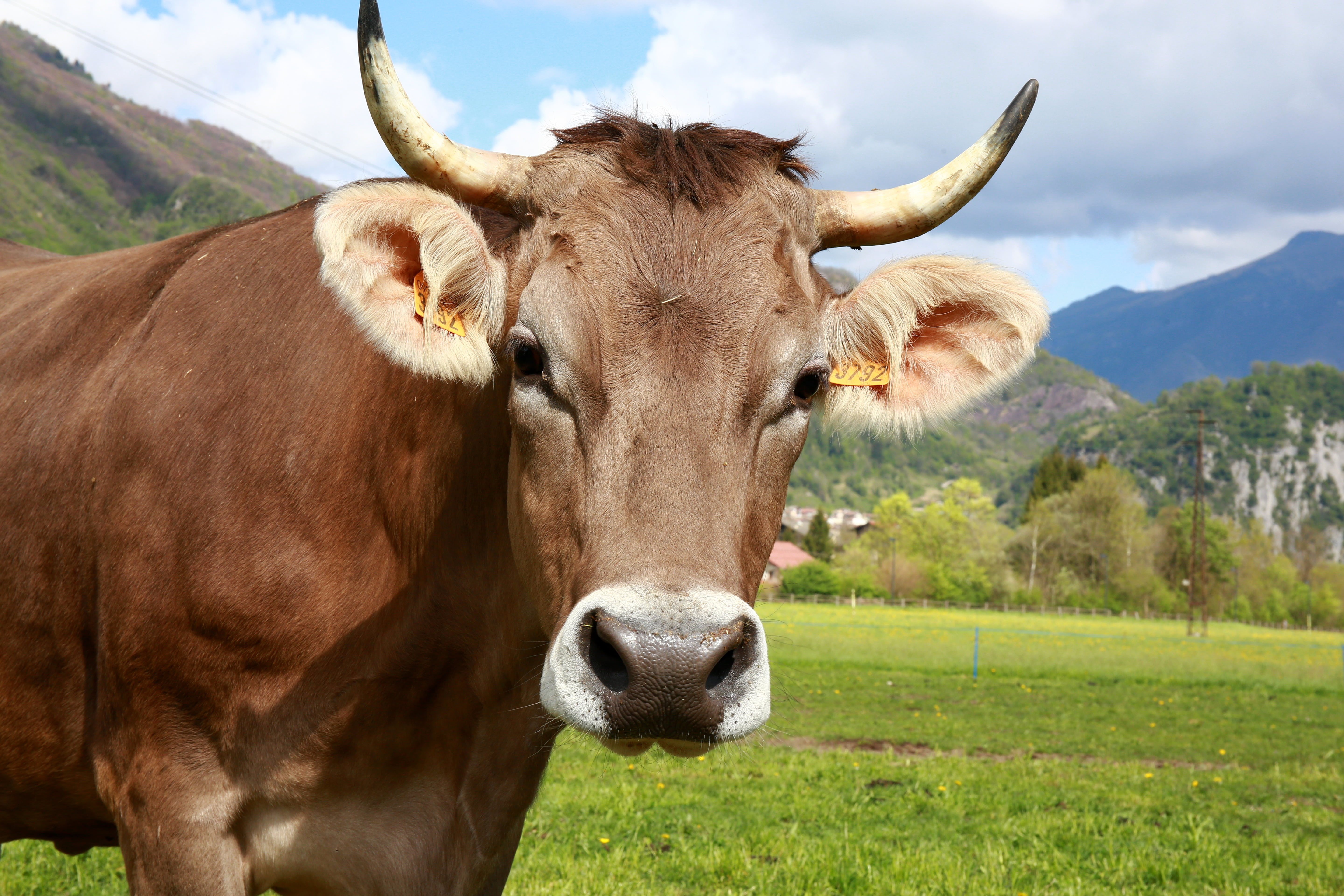 nature, animal head, herbivorous, pasture, one animal, mammal, domestic, vertebrate, summer, plant, mountain, cow, animal, no people, bovino, grass, pets, HD Wallpaper