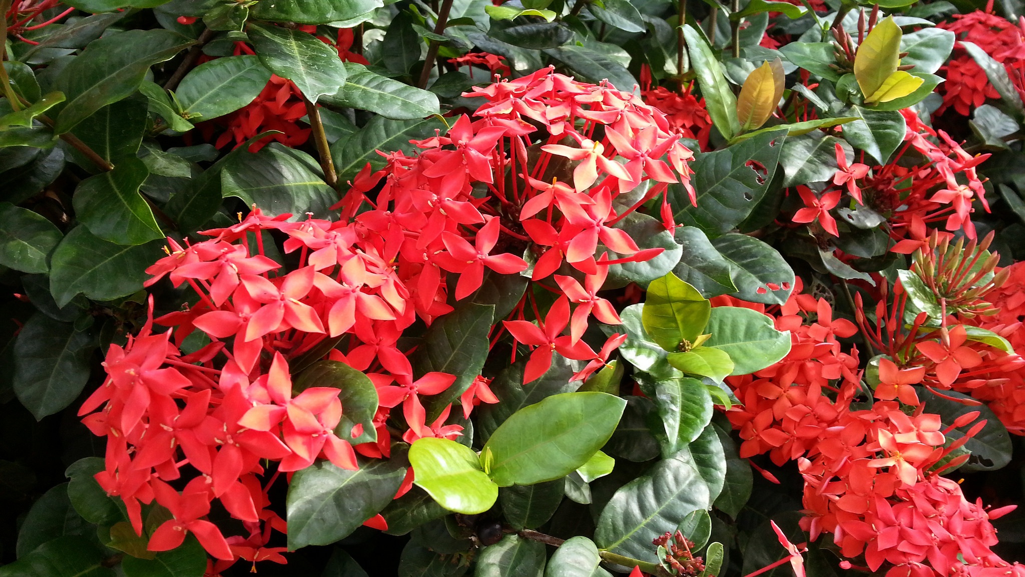 flower head, flora, growth, colors, bunch of flowers, outdoors, plants, plant part, flowering plant, bloom, flower, 1080P, flower garden, fragility, beauty in nature, HD Wallpaper
