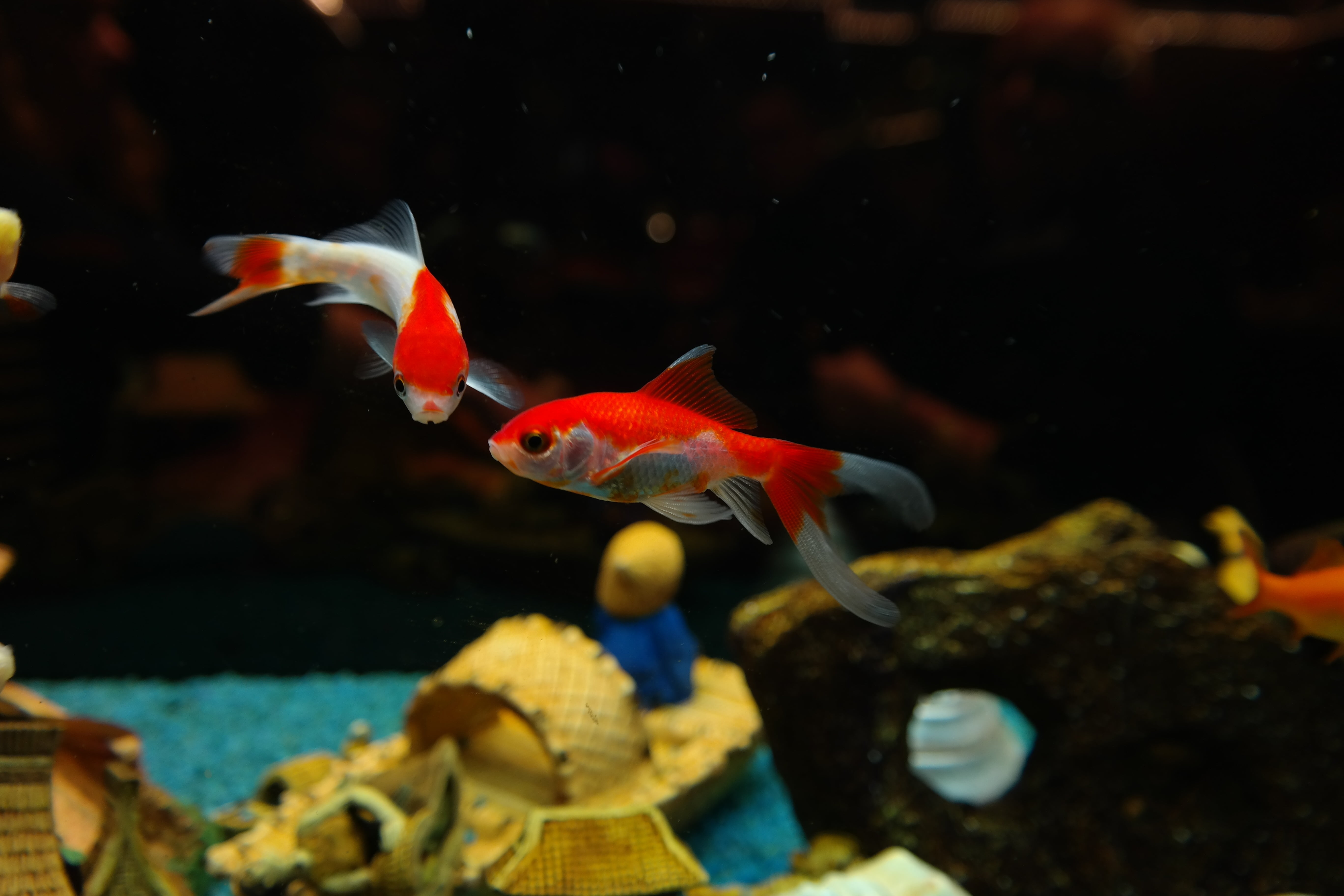 pet, animal themes, japanese breeding form, animal wildlife, swimming, fish, sarasa, cultivar, karpfenfisch, glass - material, goldfish, nature, undersea, HD Wallpaper