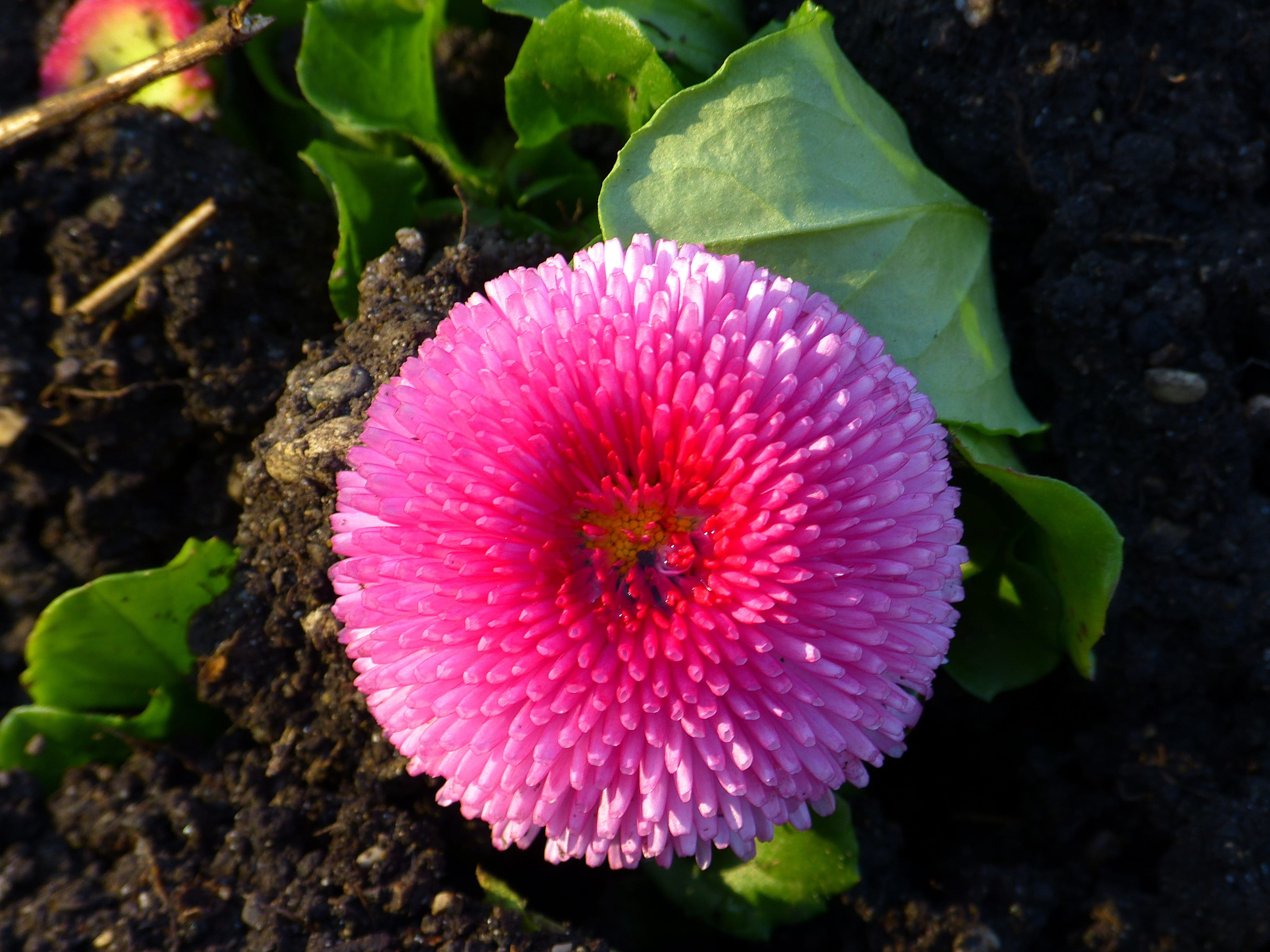 composites, cure, high angle view, field, blossom, flowering plant, plant, vulnerability, daisy, leaf, pink color, freshness, bellis, no people, inflorescence, HD Wallpaper