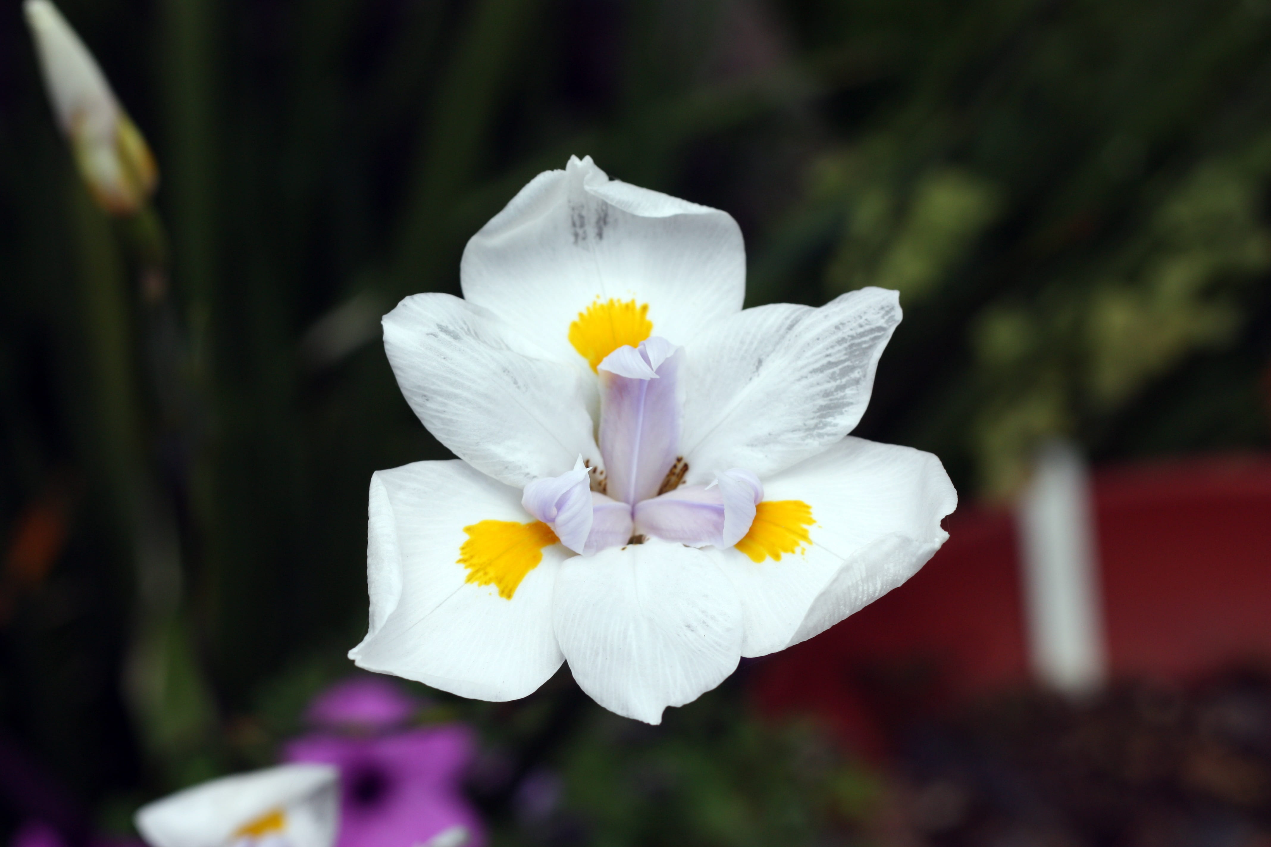 blossom, springtime, outdoors, iris - plant, day, floral, botany, garden, bearded, iridaceae, purple, close-up, 4K, germanica, barbata, iris, crocus, bloom, HD Wallpaper
