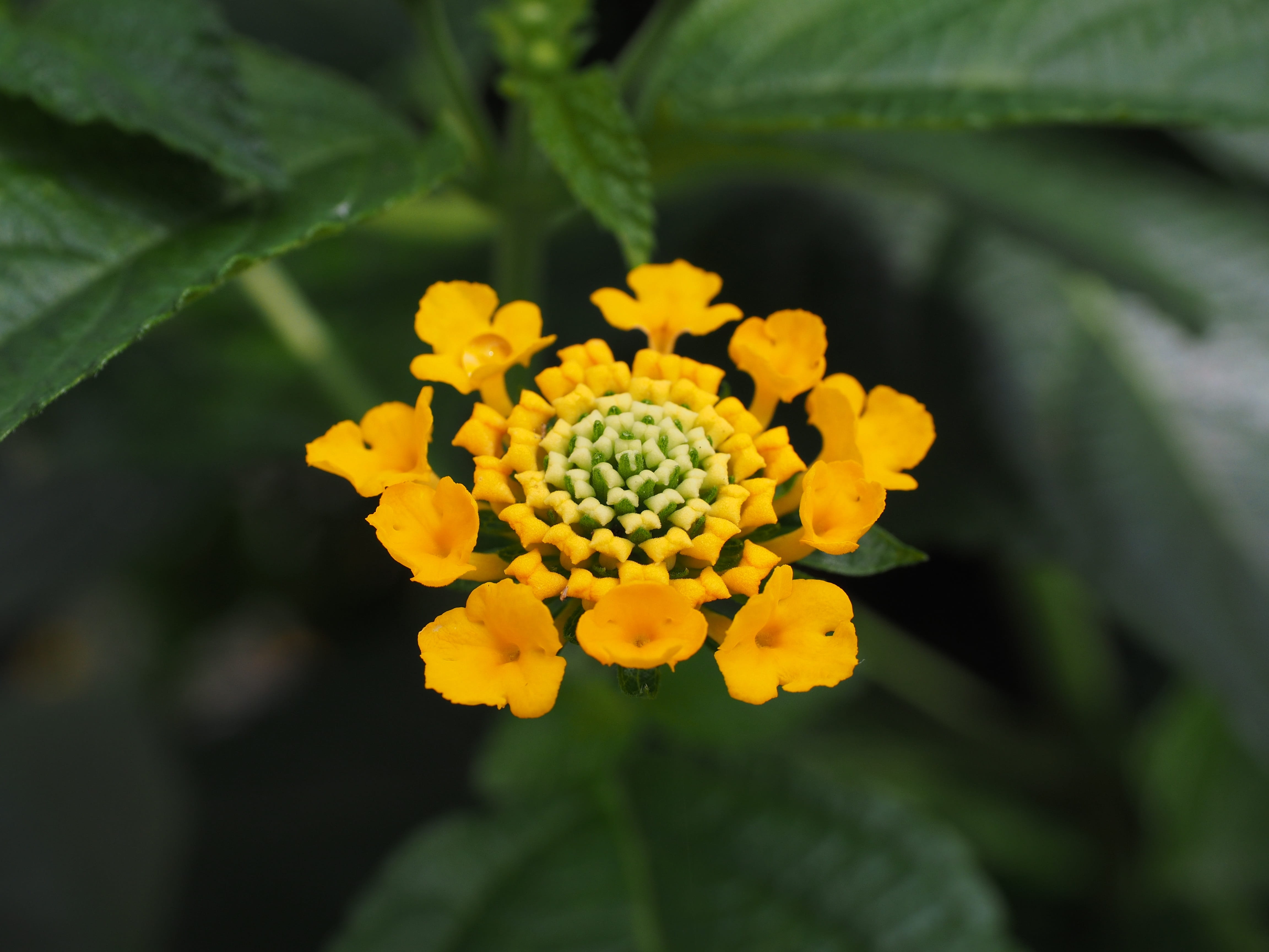 focus on foreground, inflorescence, green Color, leaf, plant part, 4K, growth, verbena greenhouse, garden, fragility, yellow, pollen, petal, verbenaceae, HD Wallpaper