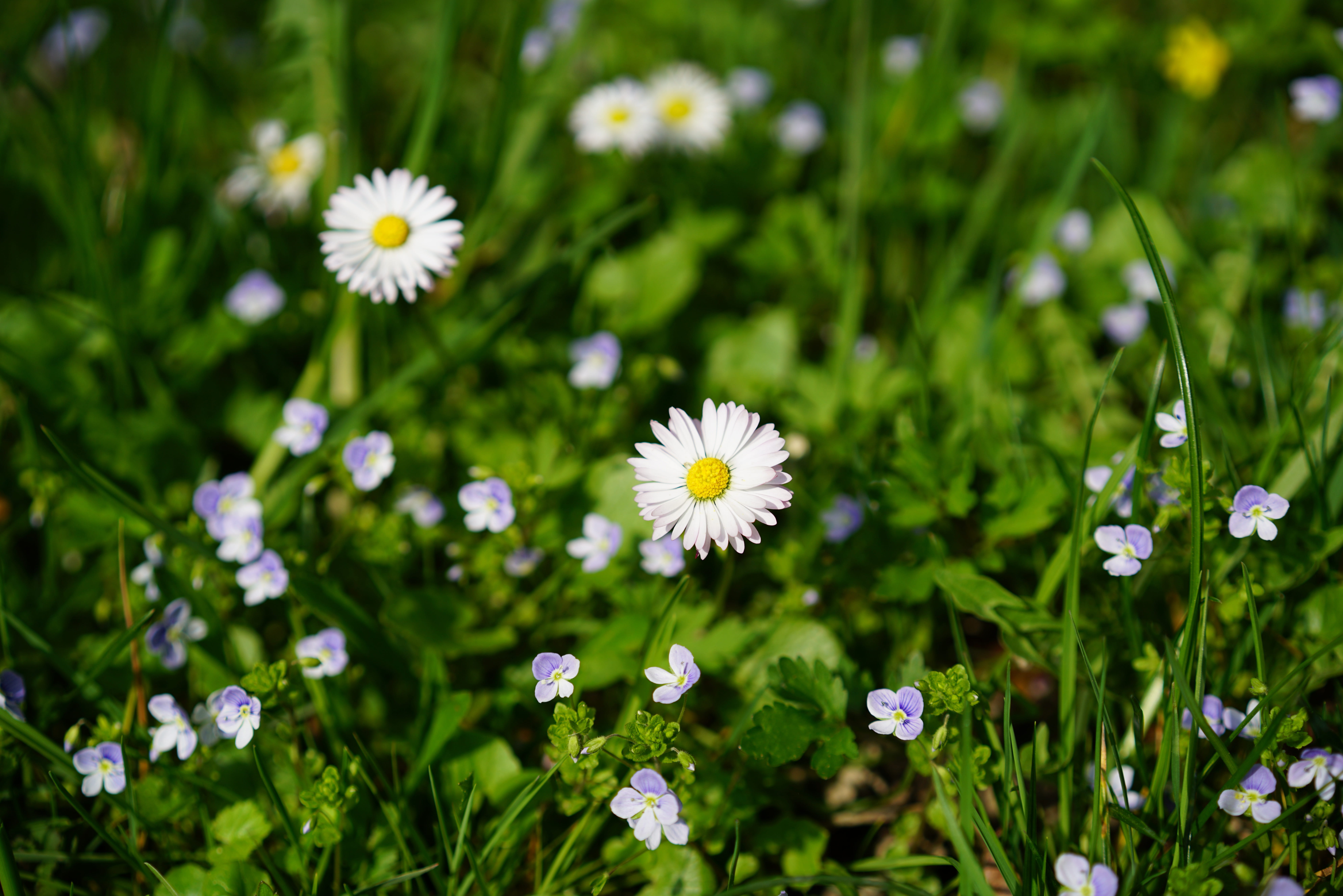 bellis philosophy, petal, daisy, multiannual daisy, harbinger of spring, flowering plant, medicinal plant, flower, fragility, close-up, little daisy, no people, HD Wallpaper