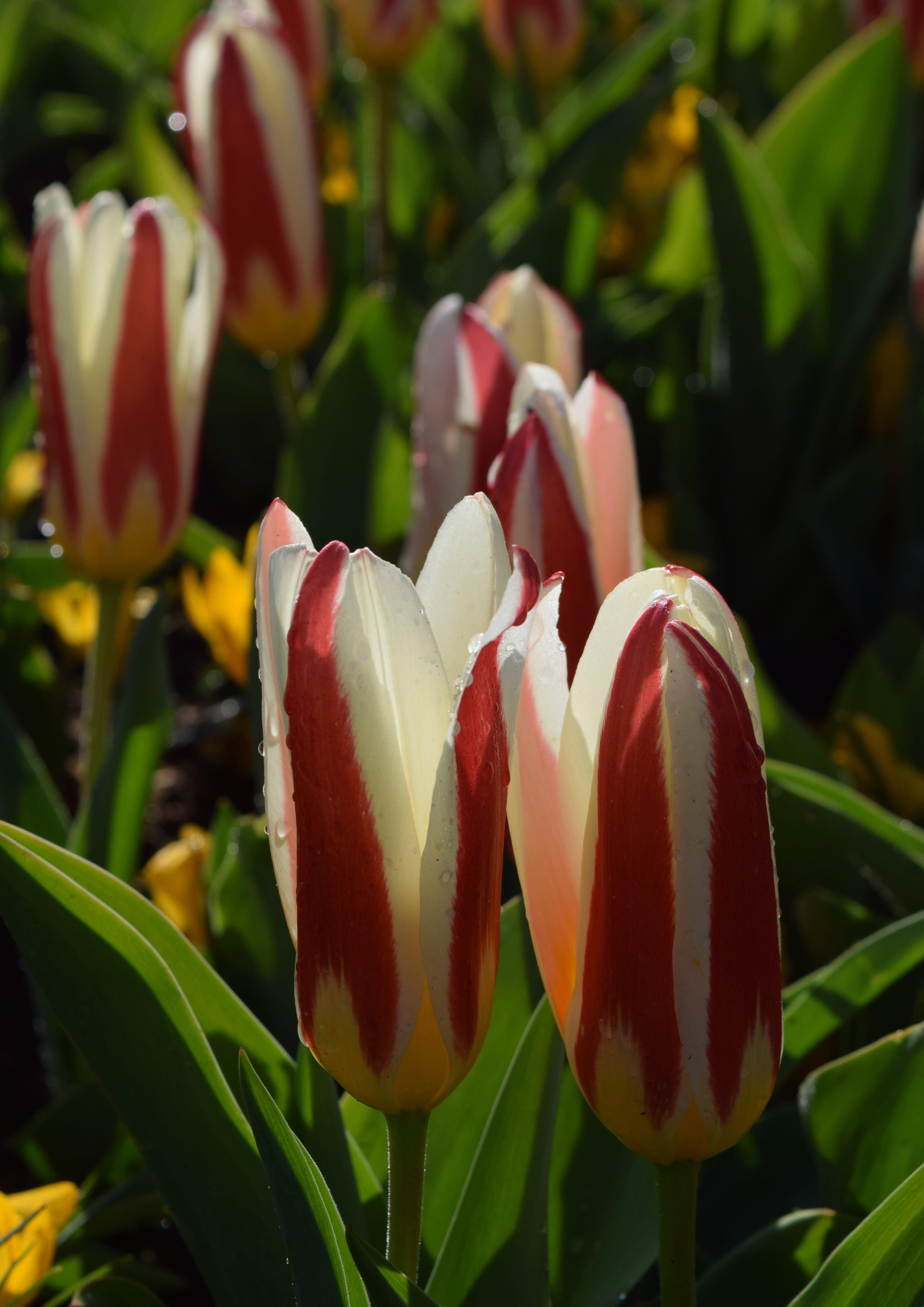 summer, multi Colored, 5K, day, inflorescence, Tulipa, focus on foreground, red, tulip, vulnerability, season, flower Head, flowering plant, outdoors, Phone HD Wallpaper