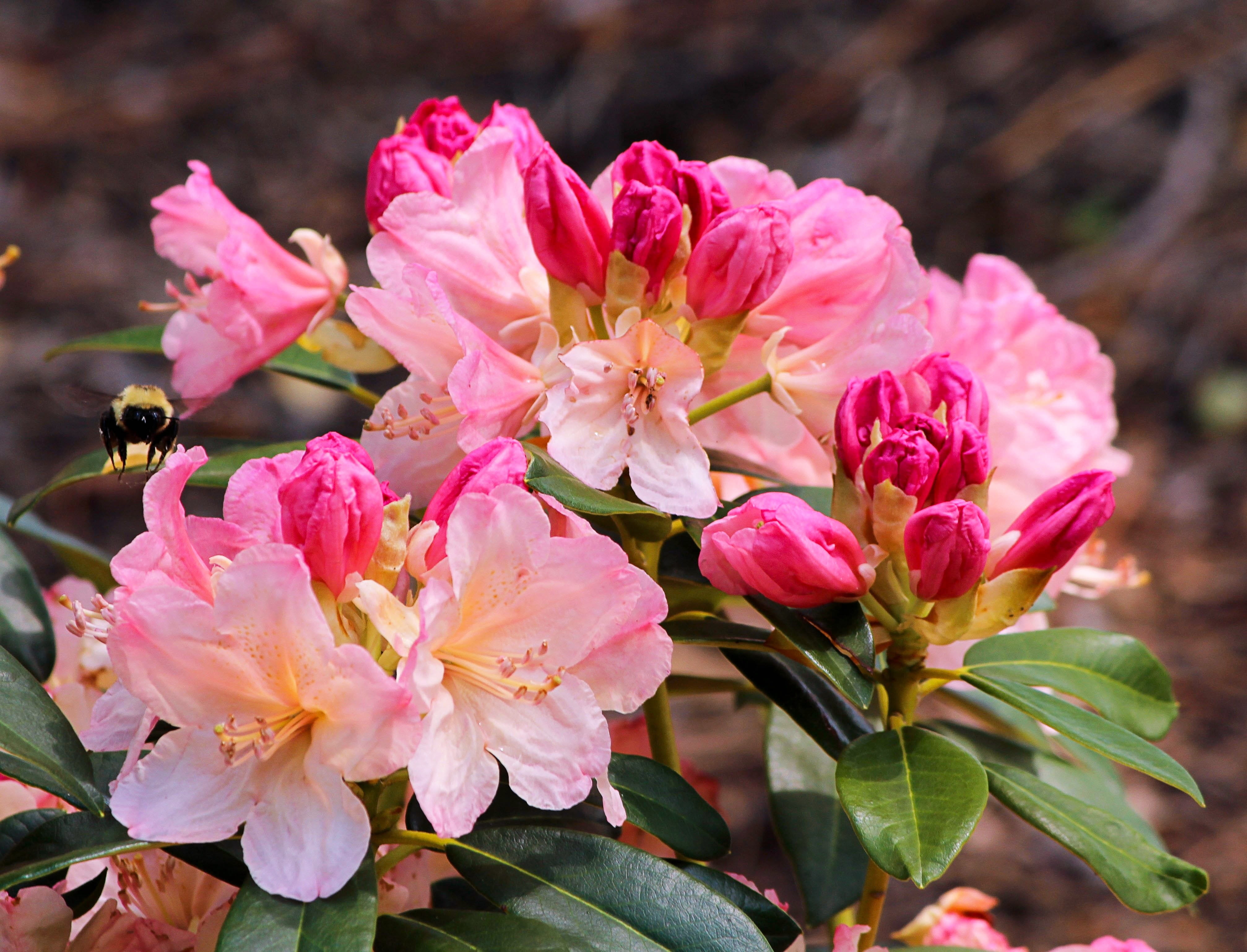 flowers, leaf, nature, springtime, close-up, blossoms, inflorescence, cherry blossom, azalea, outdoors, green leaf, focus on foreground, rhododendron, pink, HD Wallpaper