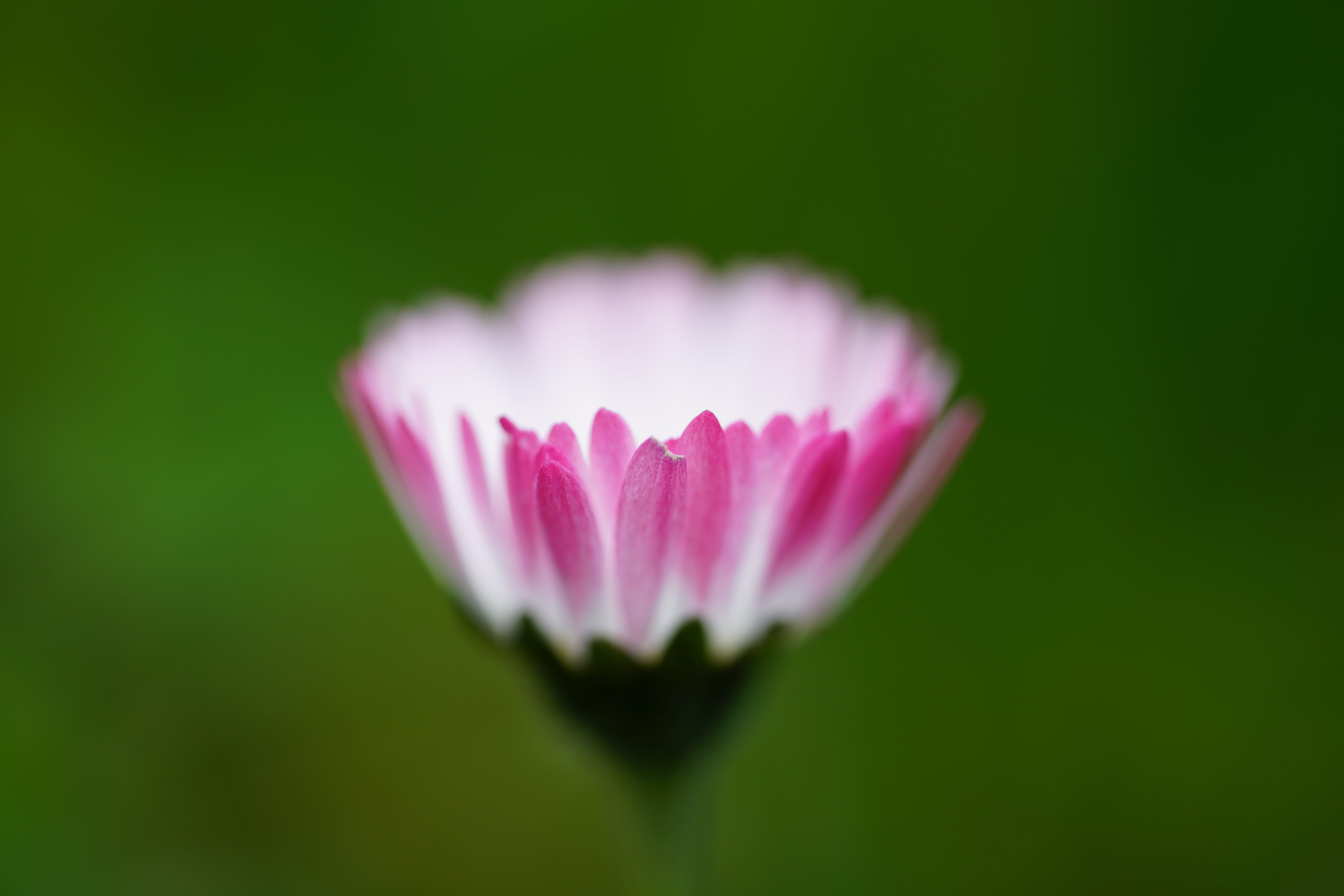 blossom, asteraceae, cultivar, pink color, noble, close-up, growth, pink, composites, osteospermum, food plant, bellis philosophy, multiannual daisy, photography, HD Wallpaper