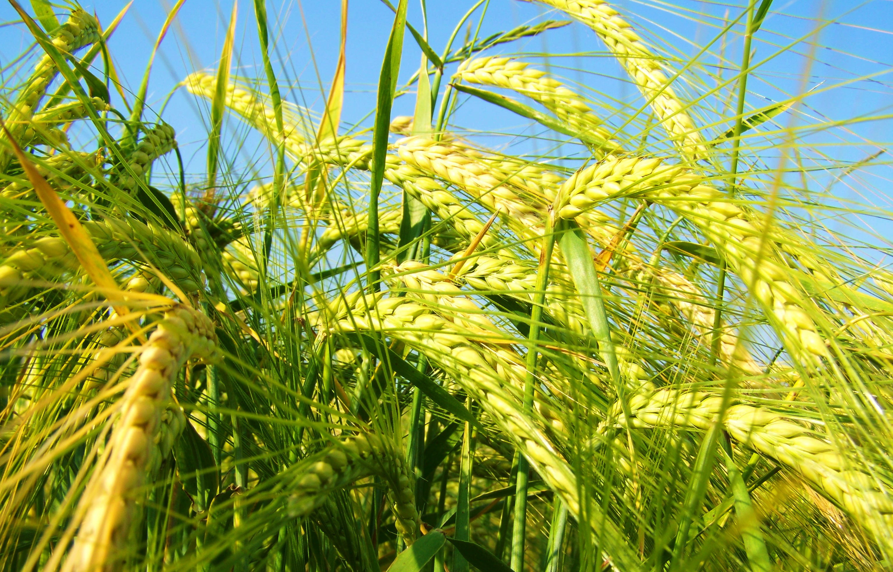 close-up, yellowing of the barley, landscape, growth, 2K, wheat, grain, plantation, no people, farm, cereal plant, sky, tranquility, plant, beauty in nature, HD Wallpaper