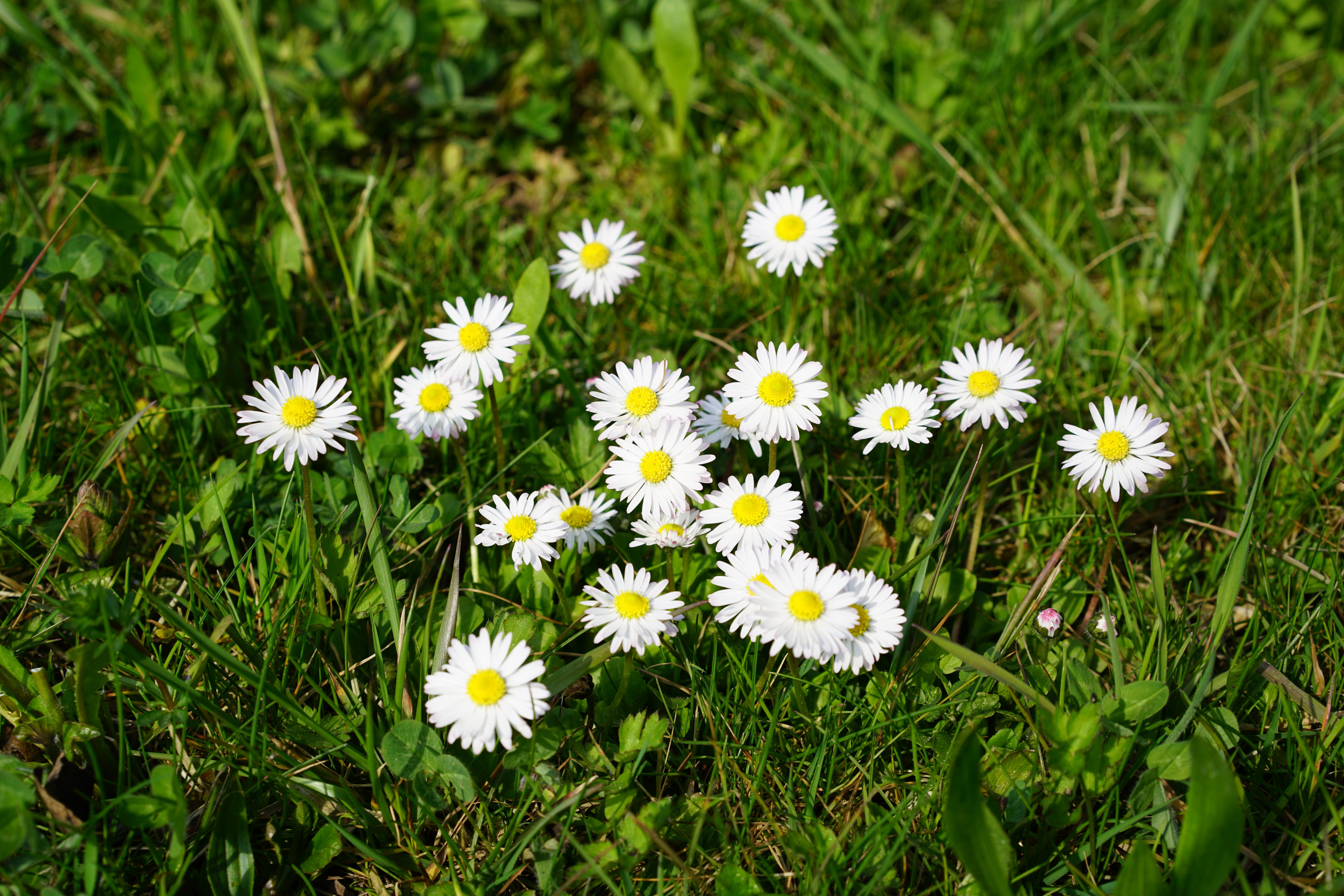 flowering plant, little daisy, outdoors, land, white color, cure, nature, pollen, petal, asteraceae, growth, harbinger of spring, m p, multiannual daisy, HD Wallpaper
