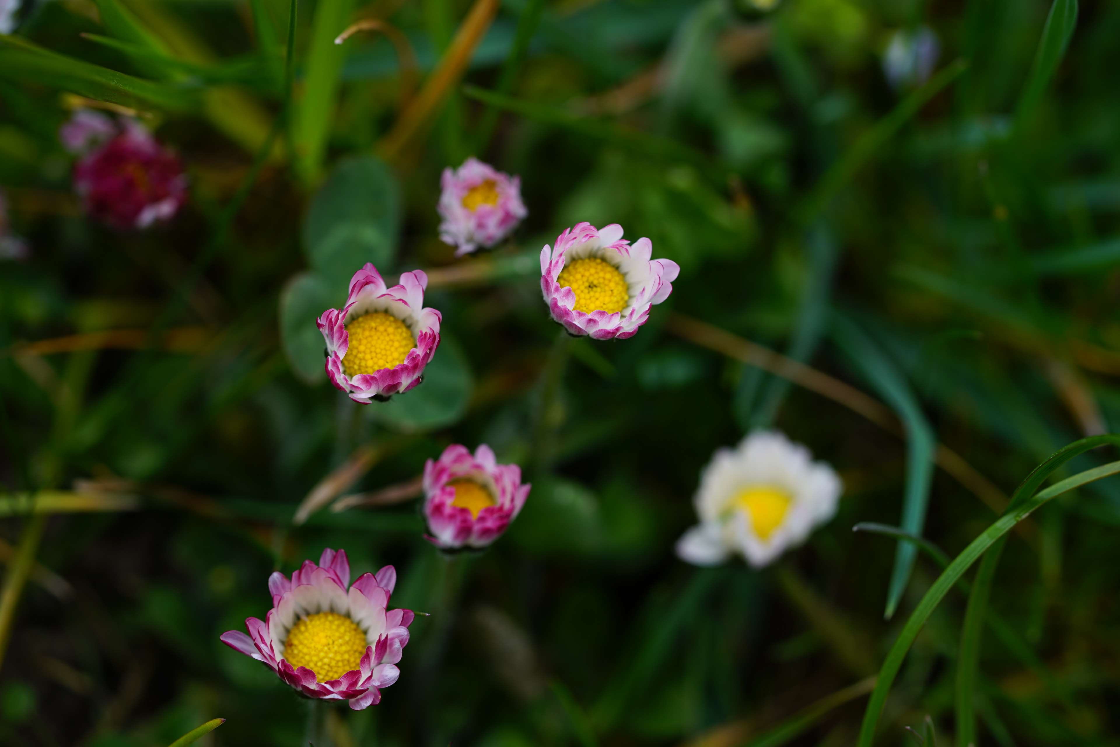 inflorescence, m p, little daisy, outdoors, flower, fodder plant, day, bloom, vulnerability, lantana, cure, plant, bellis philosophy, pollen, blossom, 4K, HD Wallpaper