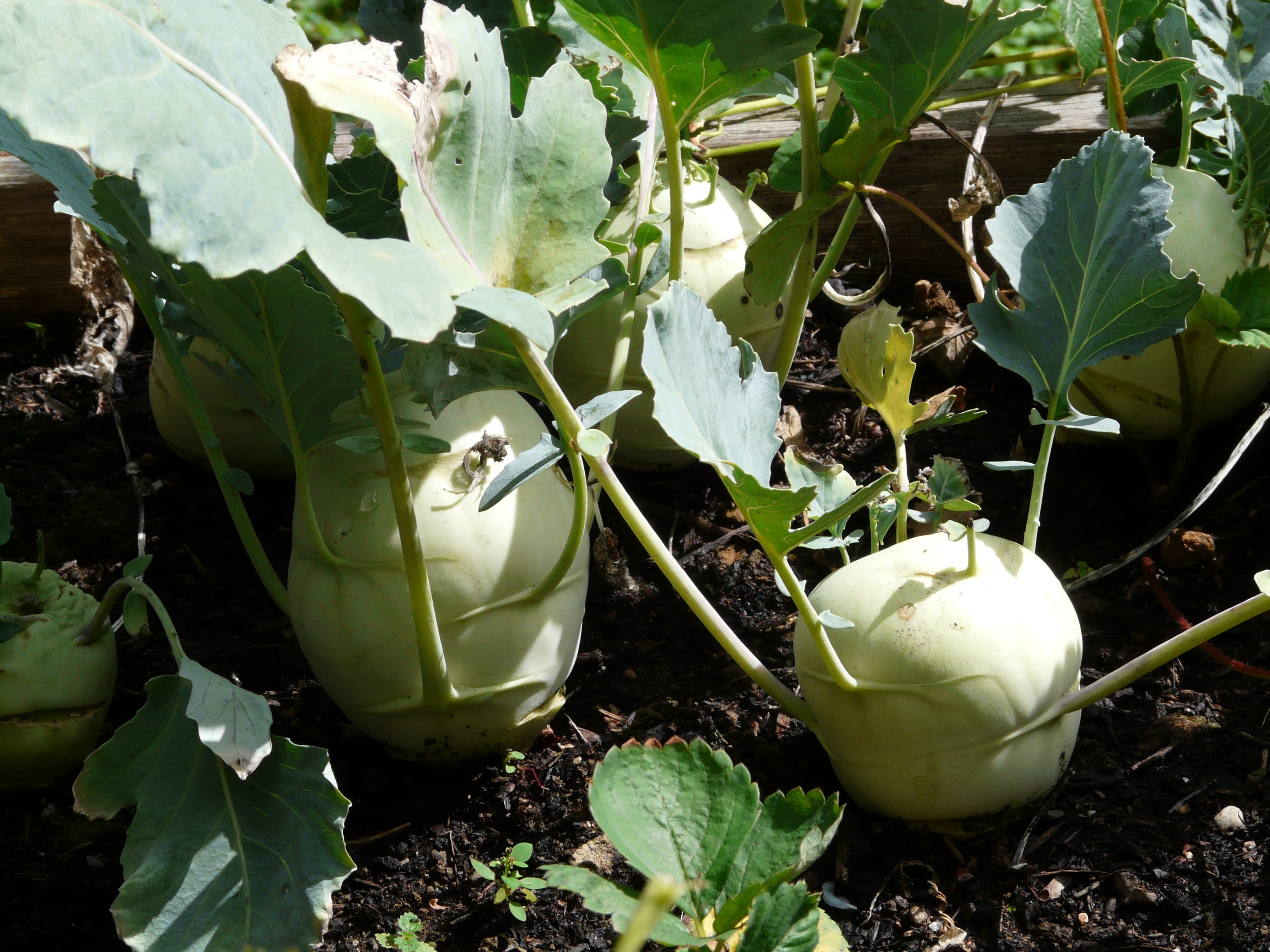 stem turnip, field, leaf, green, food and drink, healthy, white color, kohl, close-up, nature, upper beet, cabbage, swede rutabaga, caulis, cultivar, plant, HD Wallpaper