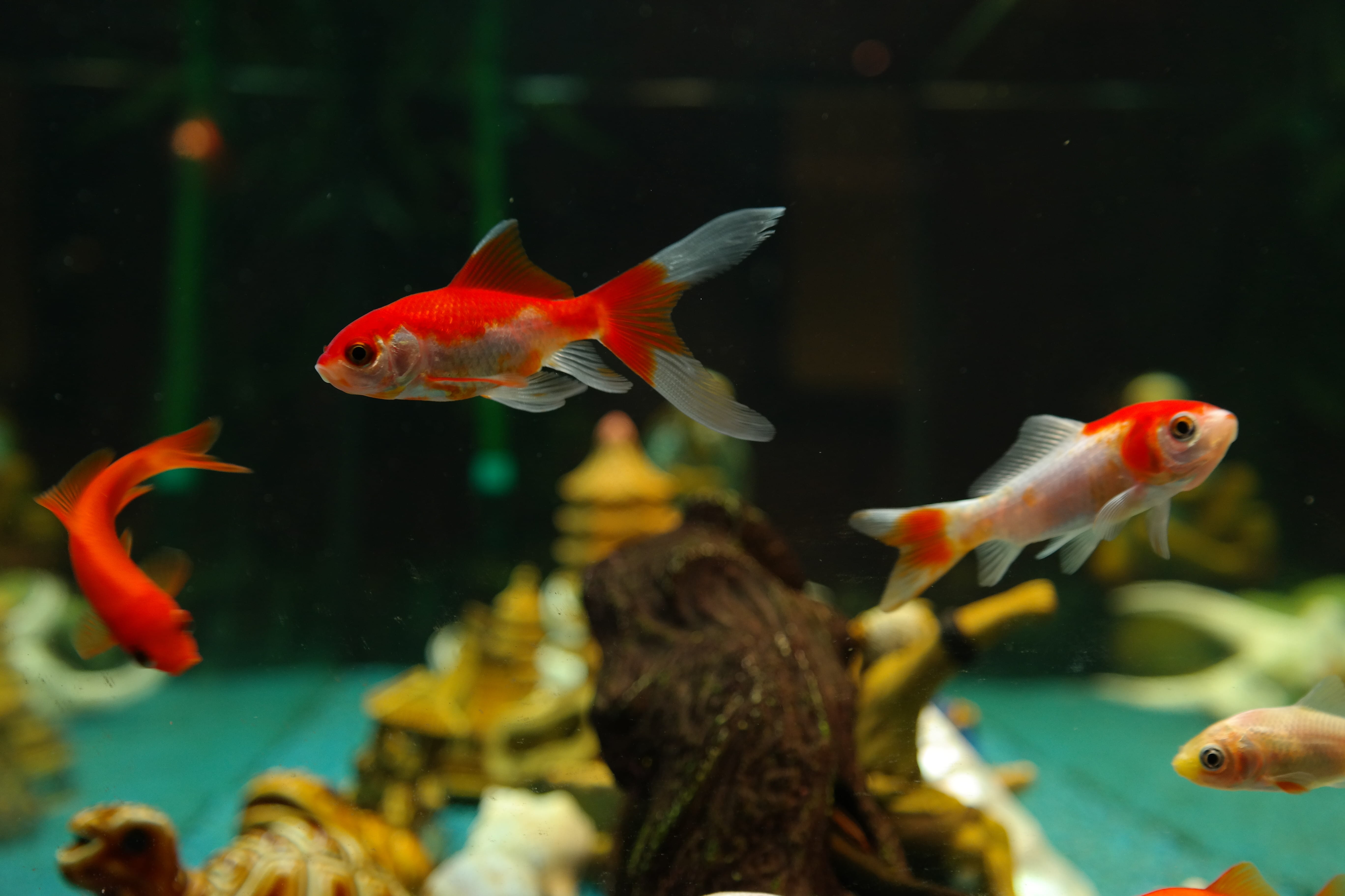 cultivar, 5K, animals in the wild, animals in captivity, group of animals, vertebrate, water, tank, japanese breeding form, fish tank, transparent, freshwater fish, HD Wallpaper