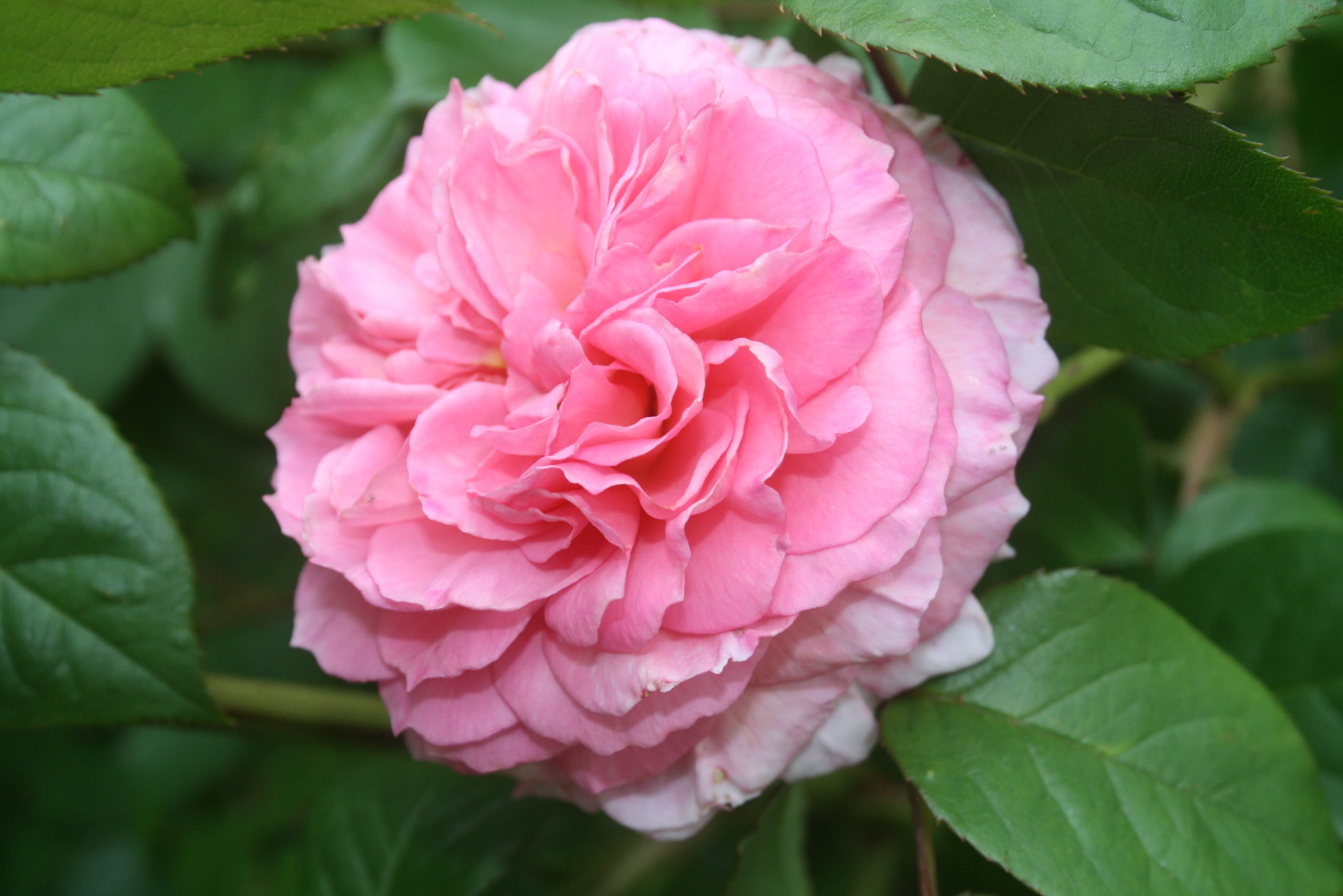 close-up, vulnerability, blossom, single Flower, plant, rose - Flower, green Color, summer, Flower, beauty In Nature, romantic, leaf, pink, Pink, plant part, HD Wallpaper
