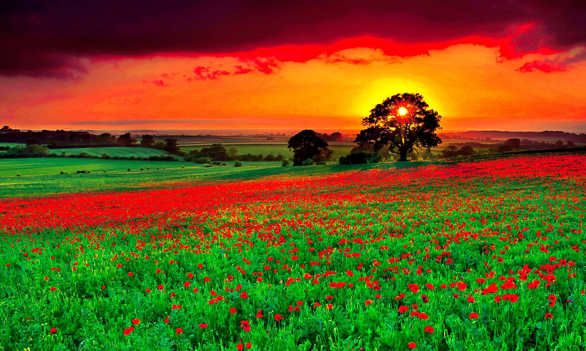 flowers, sunset, true, mountains, alba, beautiful, 1080P, orange, lovely, beauty, rays, poppies, field, view, hills, prett, HD Wallpaper