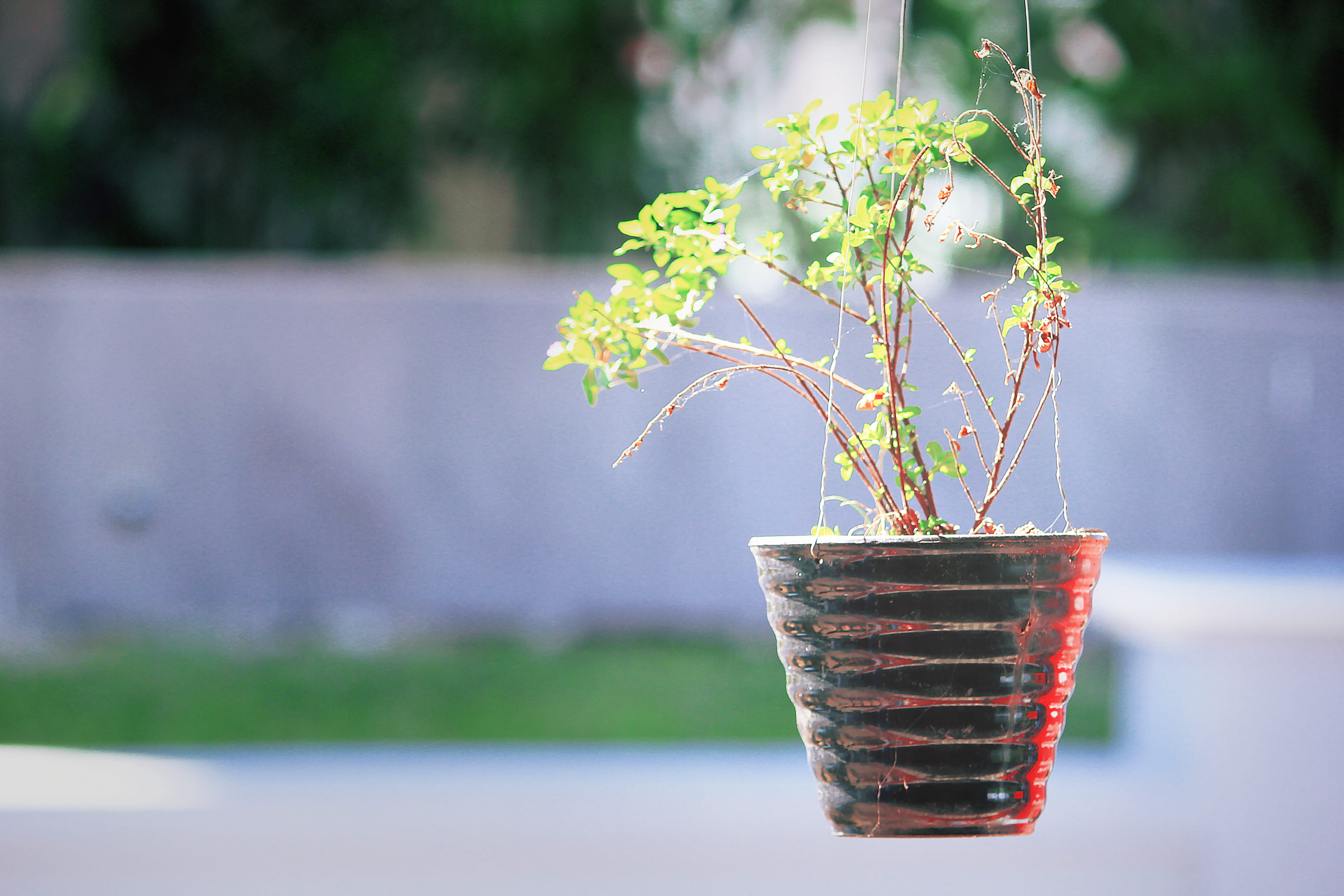 leafed, gardening, potted plant, flower pot, pot, blurred background, plant part, no people, nature, outdoors, care, sunlight, grass, focus on foreground, HD Wallpaper