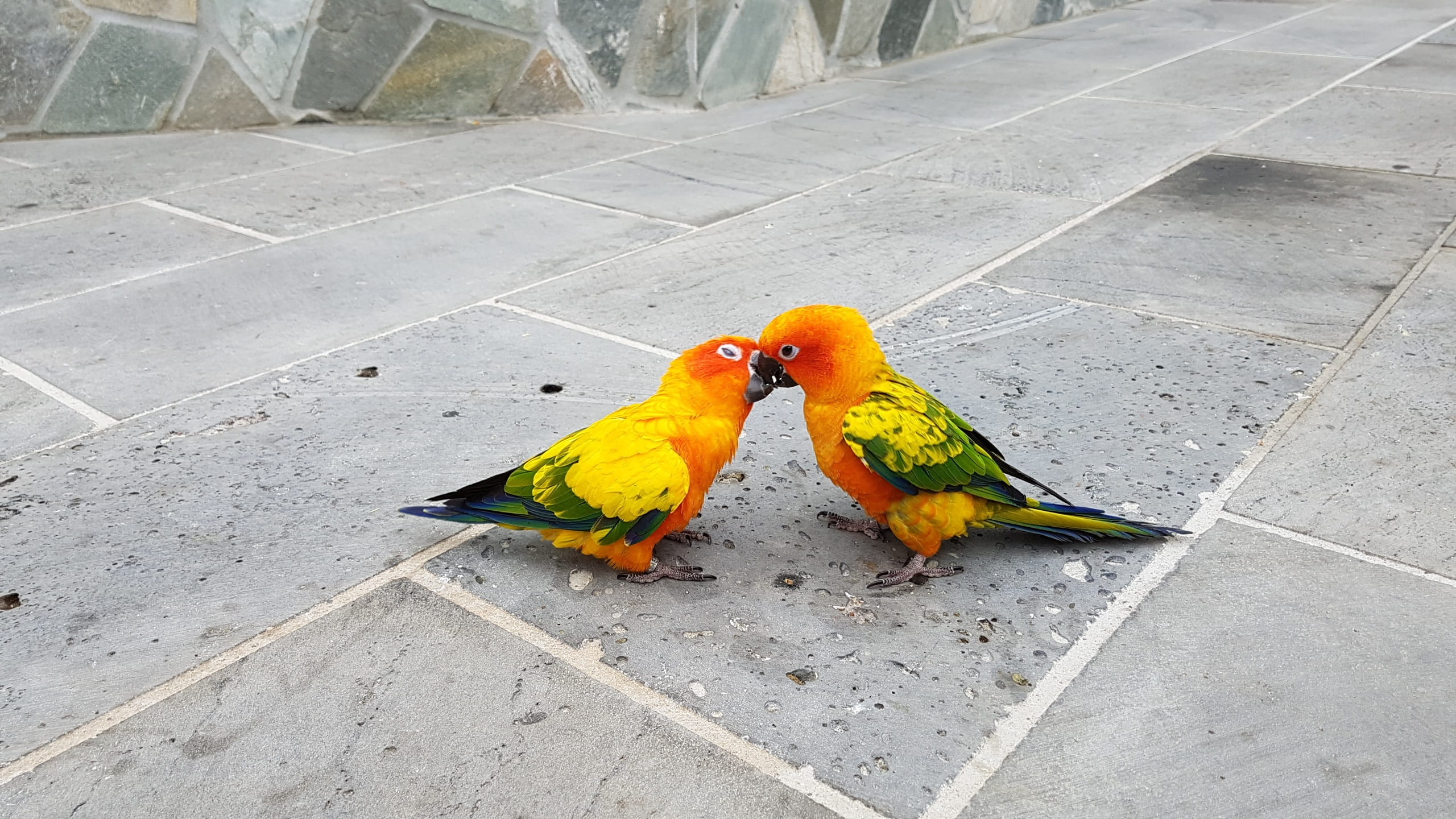 parakeet, day, animal family, Kiss, animal wildlife, perching, no people, animal, beak, bird, love fights, Fight, multi Colored, high angle view, vertebrate, HD Wallpaper
