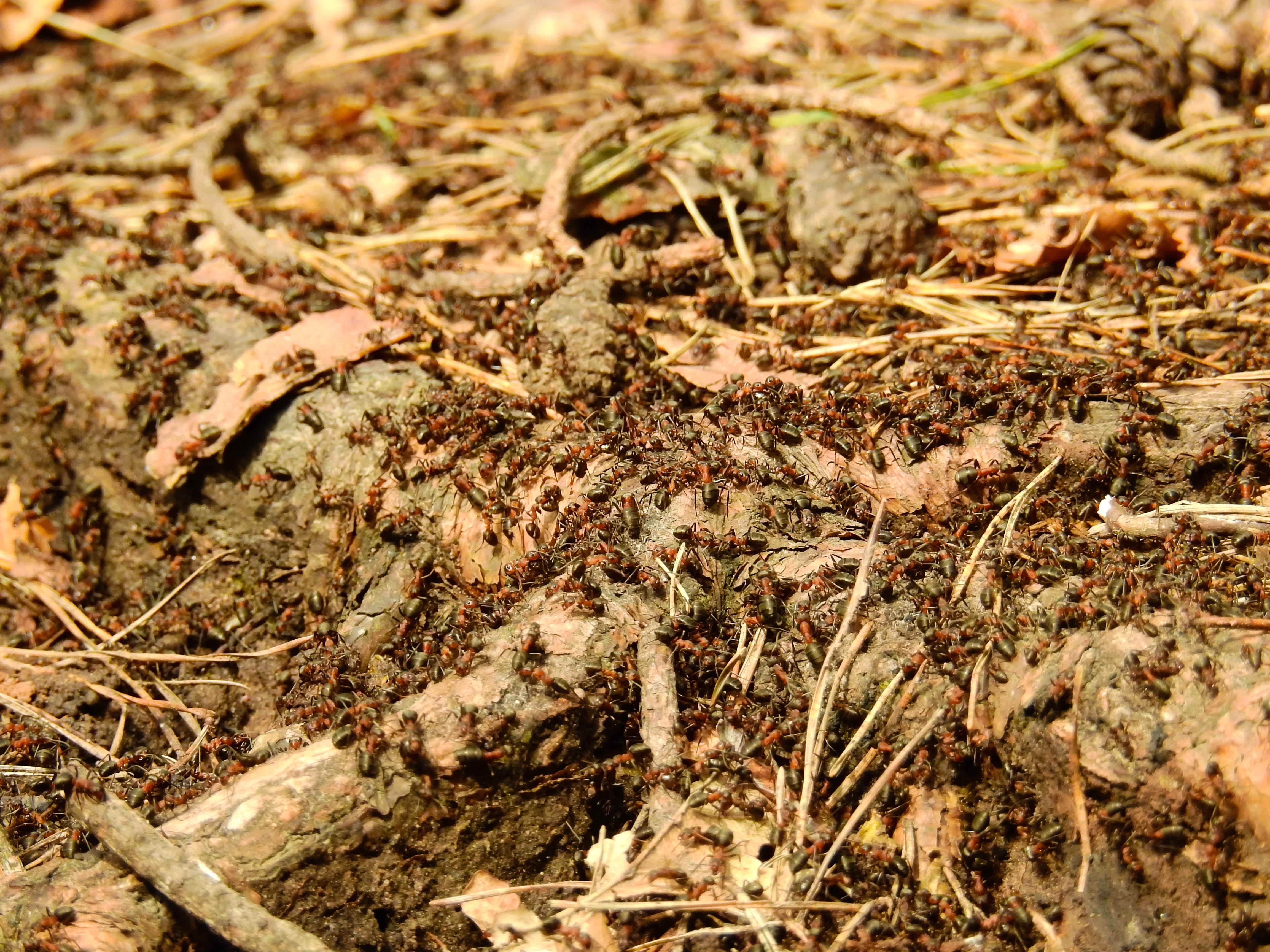 brown, group of animals, field, invertebrate, dry, high angle view, day, dirt, Insect, Forest, Wood Ant, close-up, messy, autumn, swarm, animal wildlife, HD Wallpaper