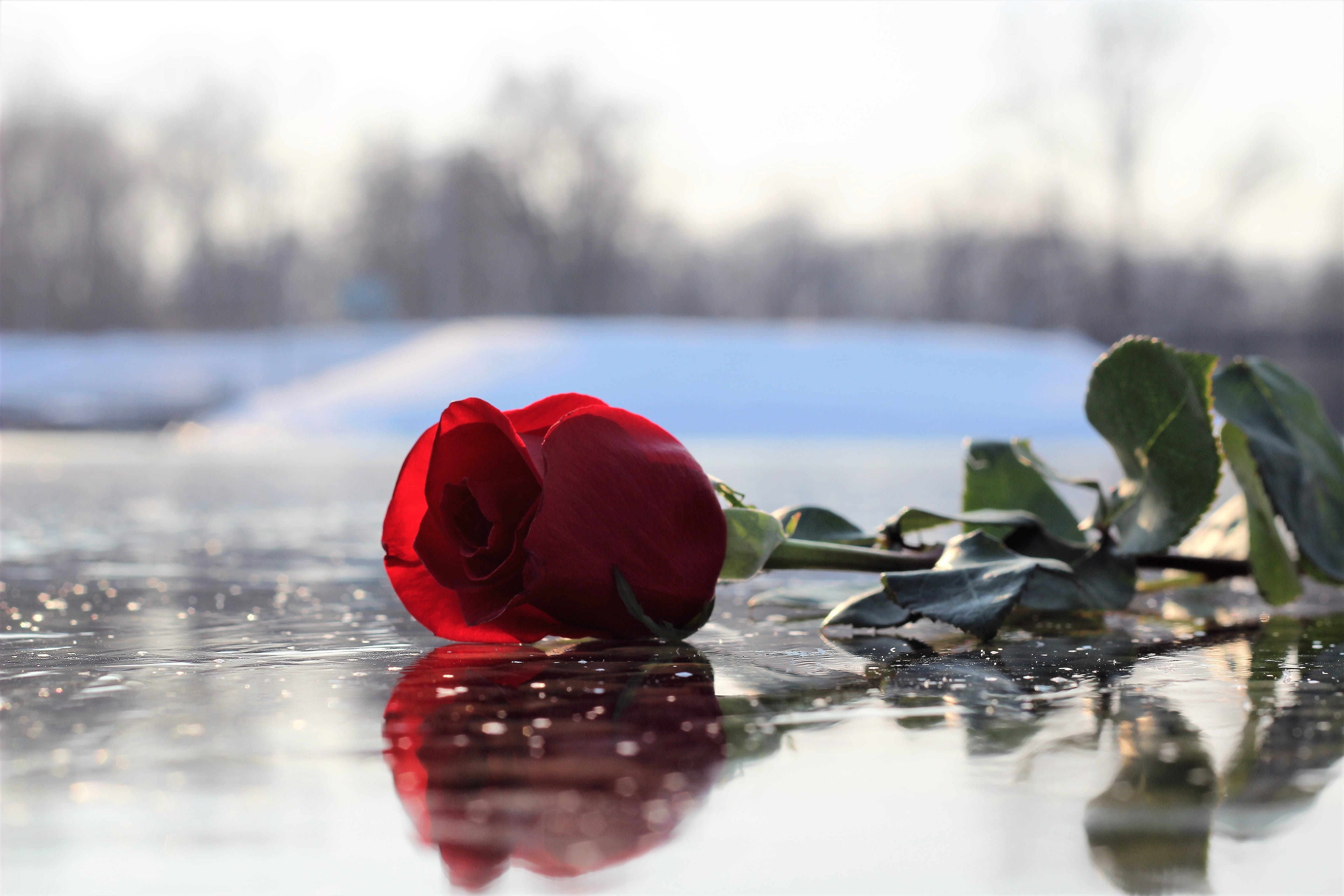 cold temperature, green, petal, flora, red, reflection, freshness, nature, romance, beautiful, outdoor, fragility, 5K, red rose on ice, flowering plant, HD Wallpaper