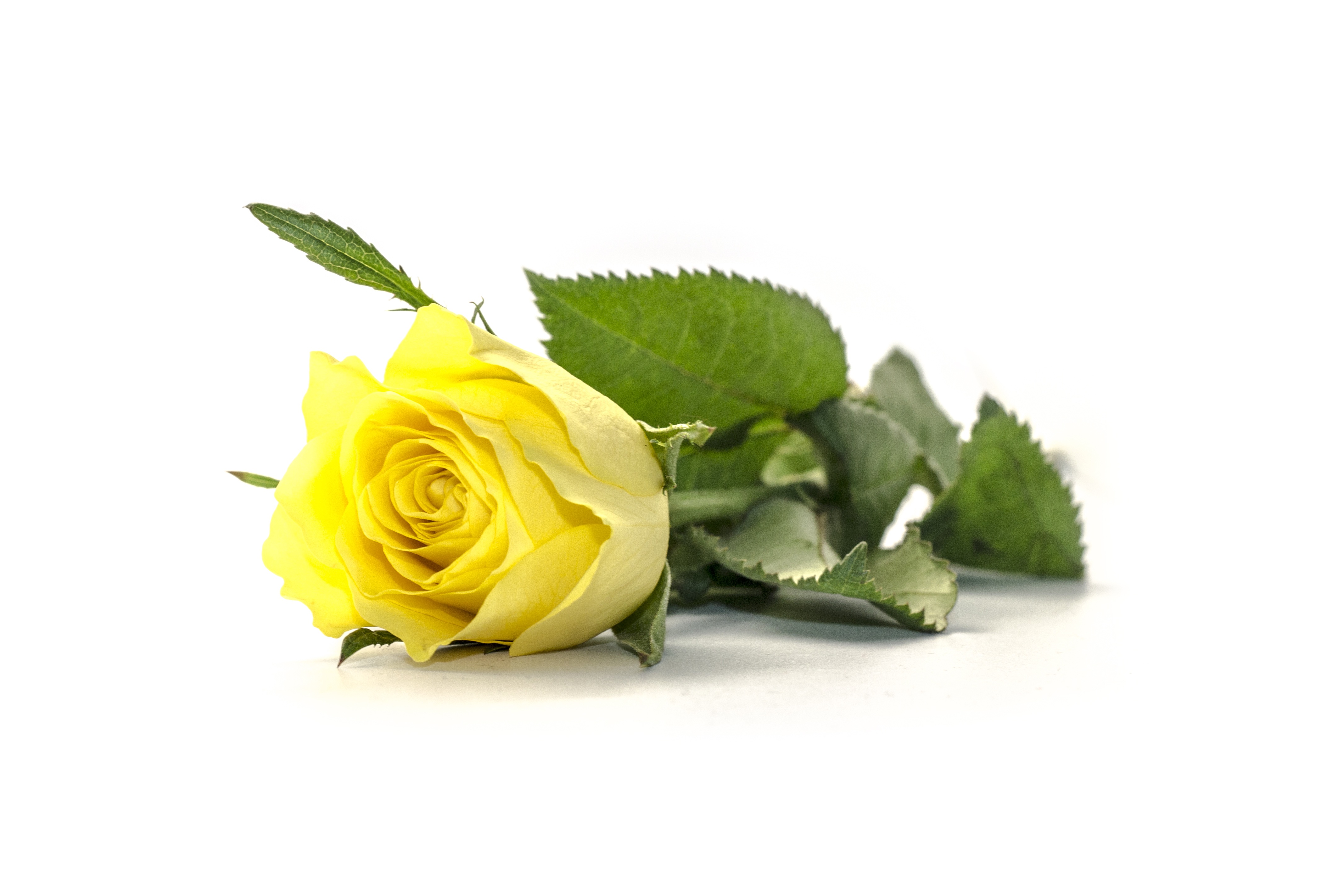 natural, photo, closeup, blossom, no people, 4K, softness, flower arrangement, flower, decoration, cut, fragility, beauty in nature, love, petals, flower head, HD Wallpaper