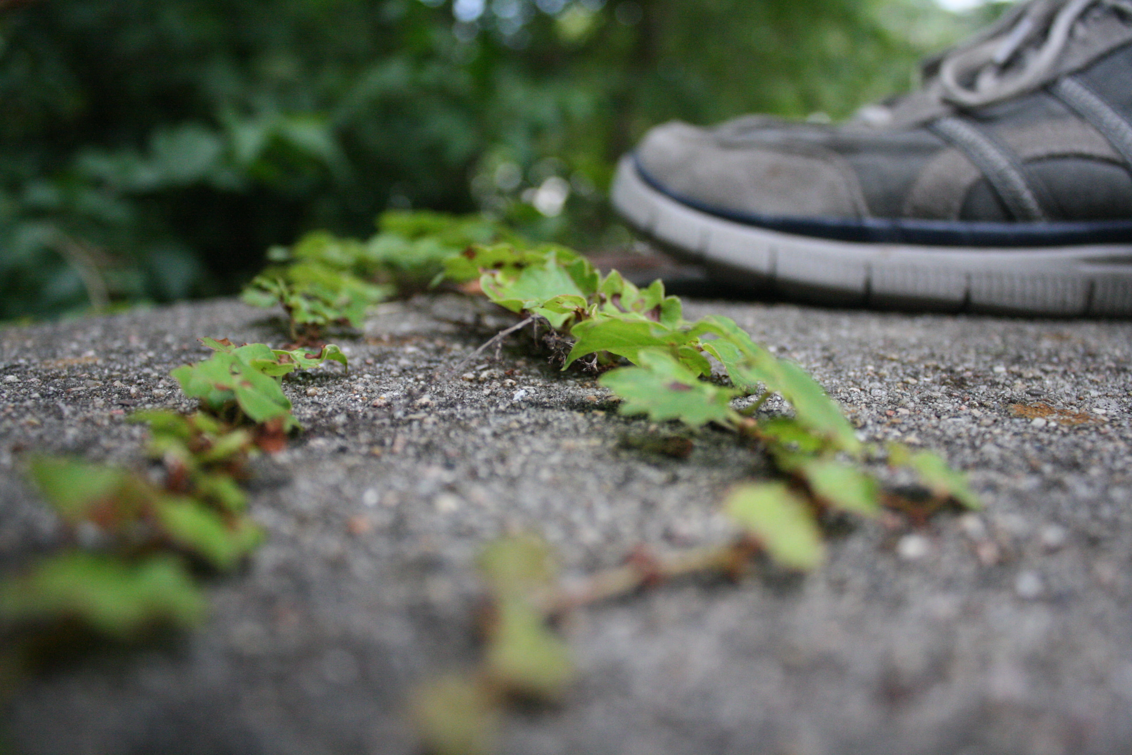 selective focus, running shoe, standing, shoe, flora, plant part, green color, leaf, grass, gardening, outdoors, footwear, beauty in nature, freshness, HD Wallpaper