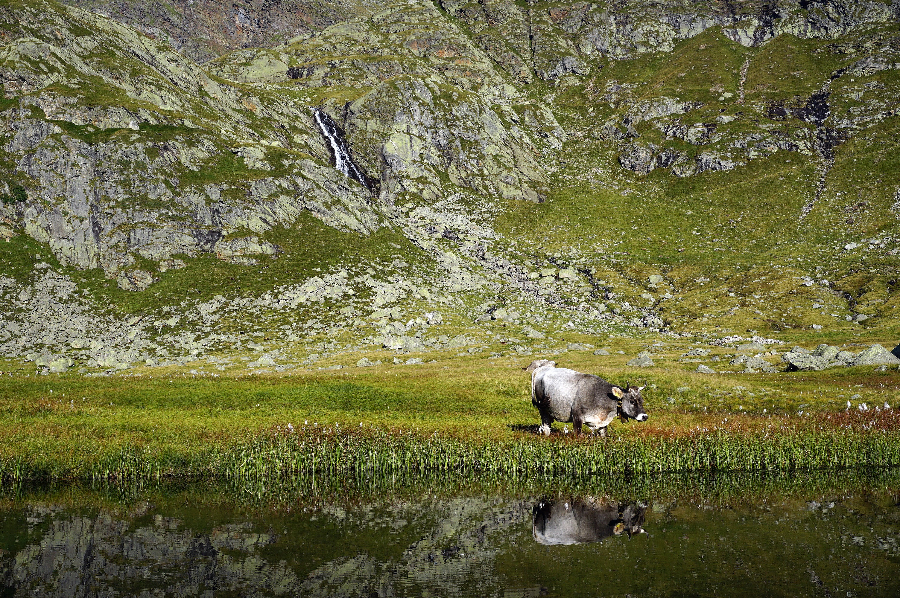 waterfall, kasersee, stones, pasture, land, beauty in nature, hochmuth, day, green color, domestic animals, no people, river, steep, one animal, ladinia, HD Wallpaper