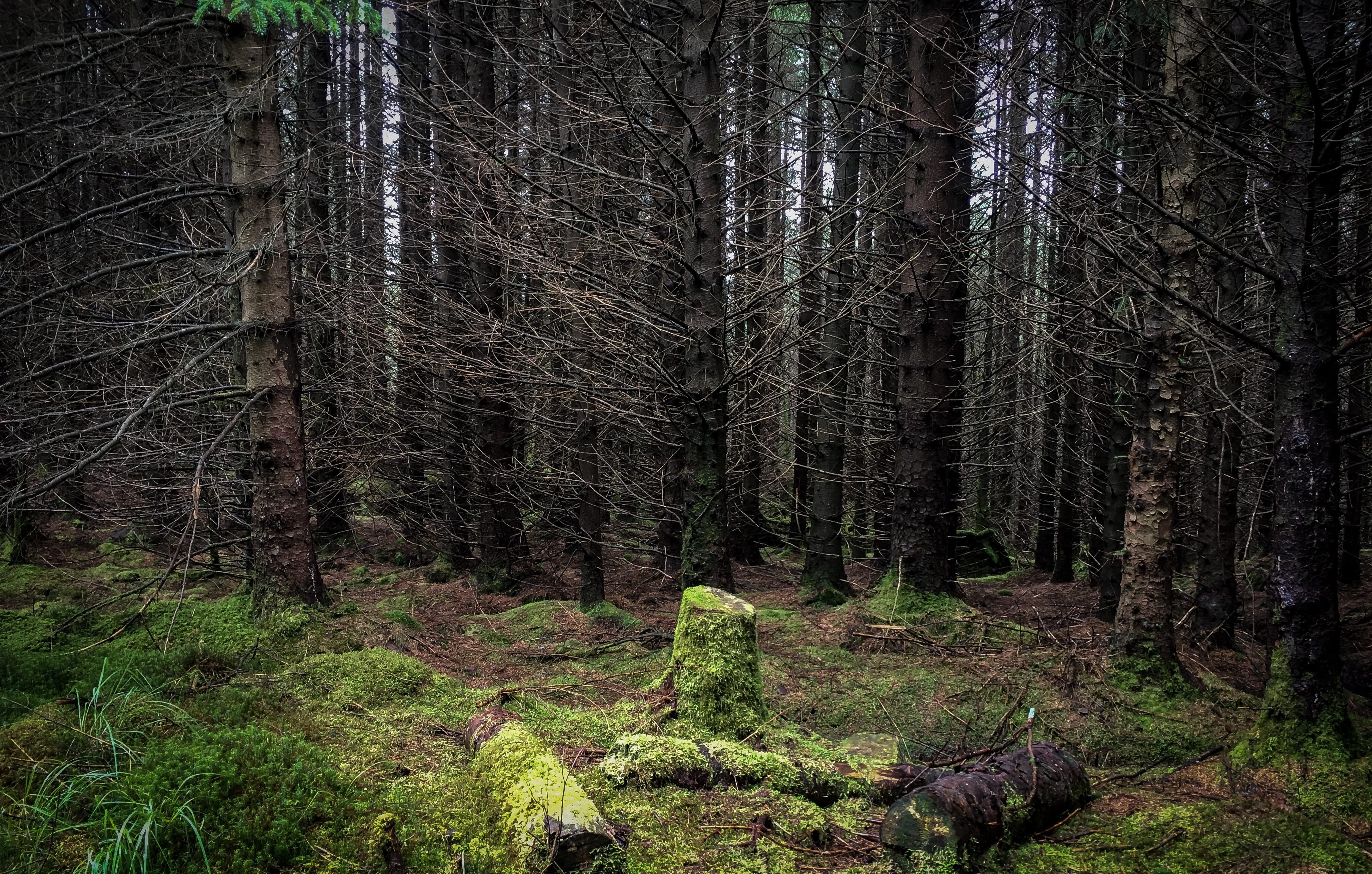 non-urban scene, tree trunk, trunk, bridge, scenics - nature, trail, land, tranquil scene, west highland way, branch, wilderness, 4K, outdoors, highlands, HD Wallpaper