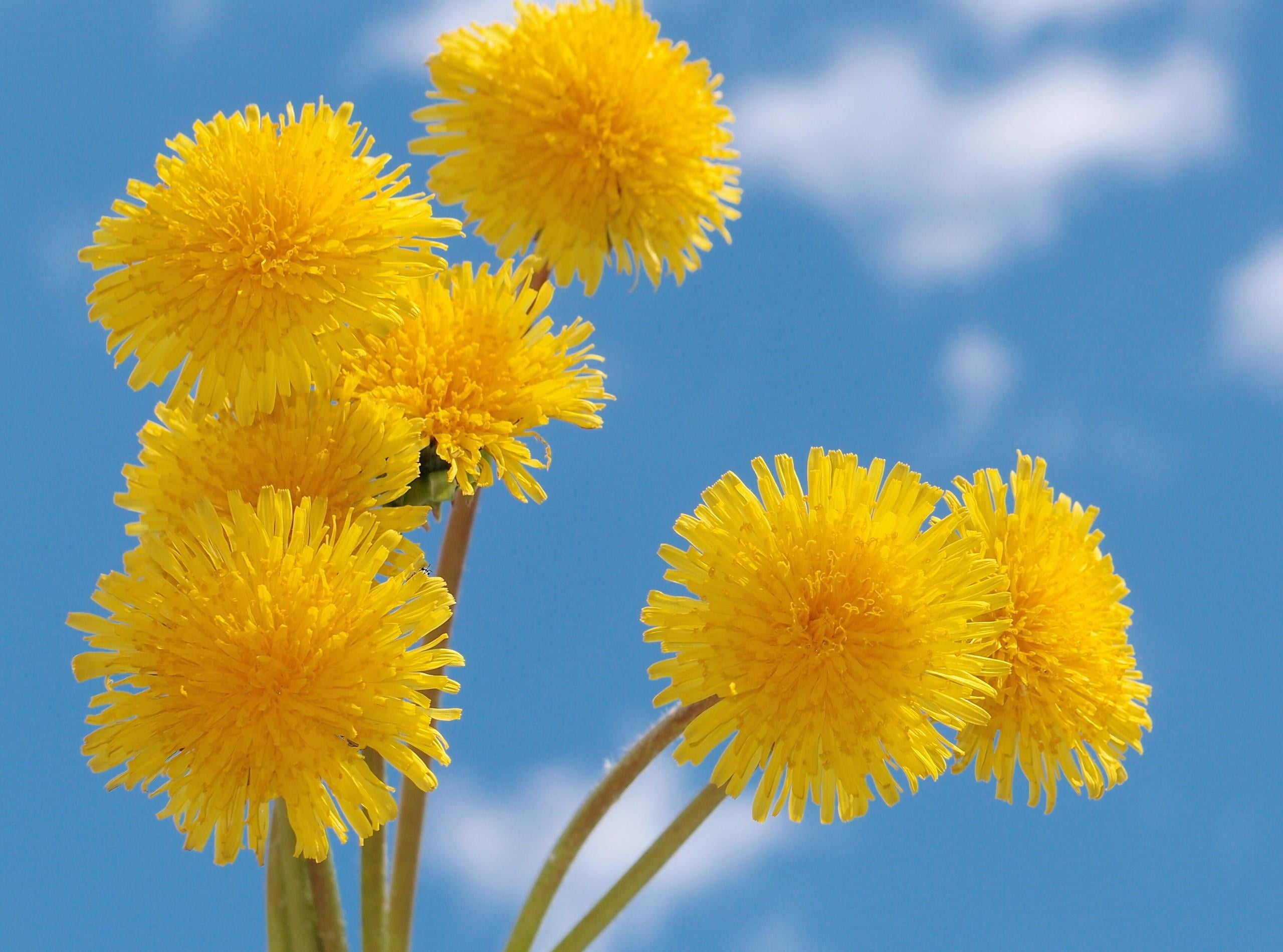 vulnerability, macro, fragility, day, dandelion, flower, 2K, sky, flower Head, summer, outdoors, dandelions, season, sunflower, springtime, nature, blossom, HD Wallpaper
