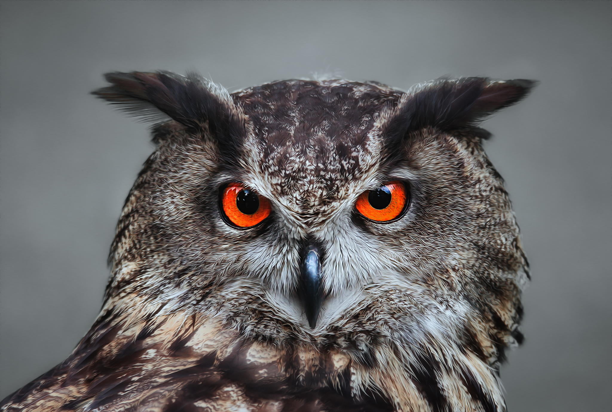vertebrate, animal themes, black, looking at camera, looking, brown, nature, bird of Prey, animals Hunting, animal Eye, one animal, wildlife, Detlef Knapp, HD Wallpaper