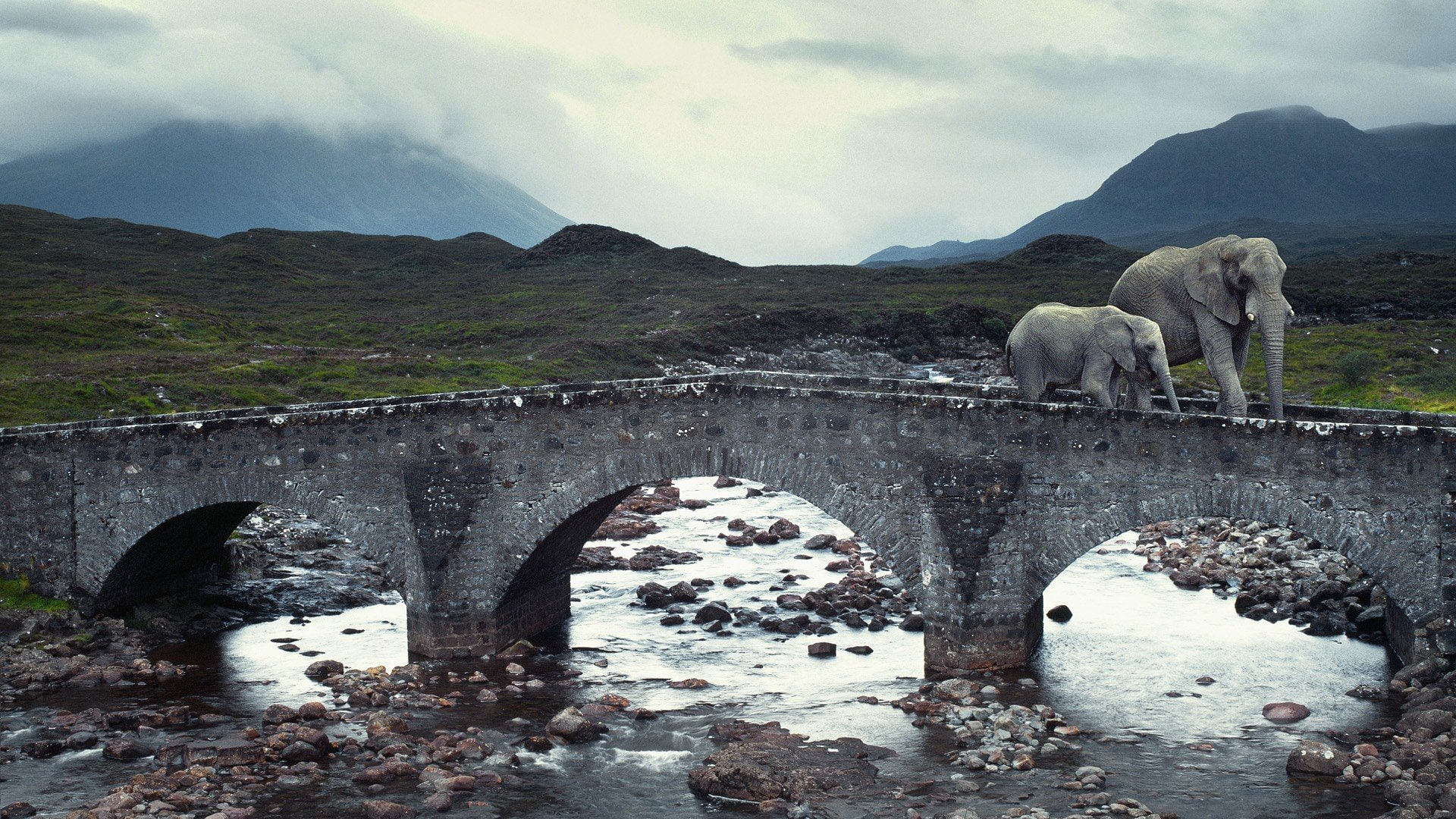 elephant, baby, elephants, 1080P, animals, isle, skye, rivers, bridges, HD Wallpaper