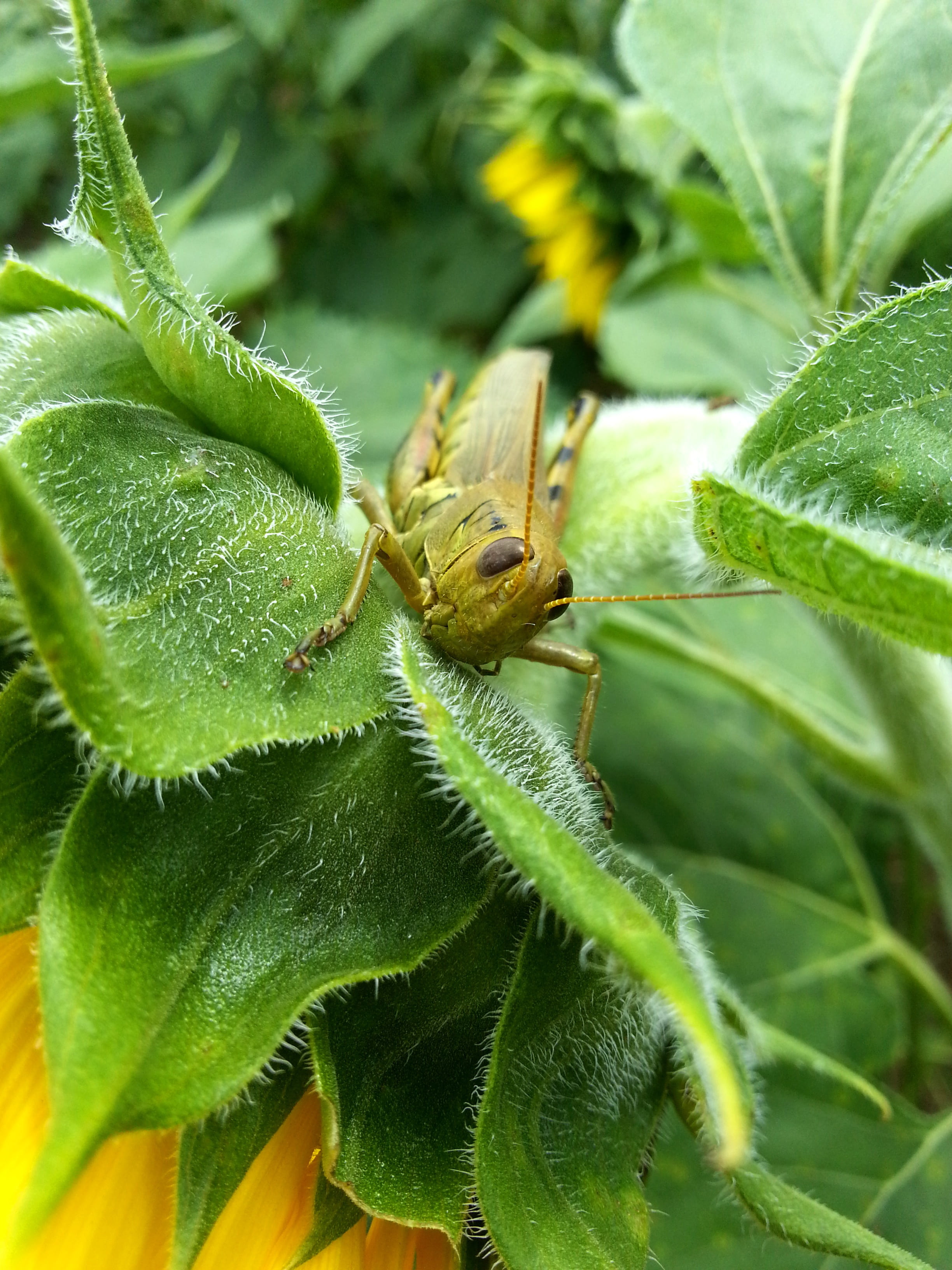 no people, shallow, insect, beauty in nature, green color, 2K, plant part, close-up, green, nature, focus, photography, animal wildlife, selective focus, Phone HD Wallpaper