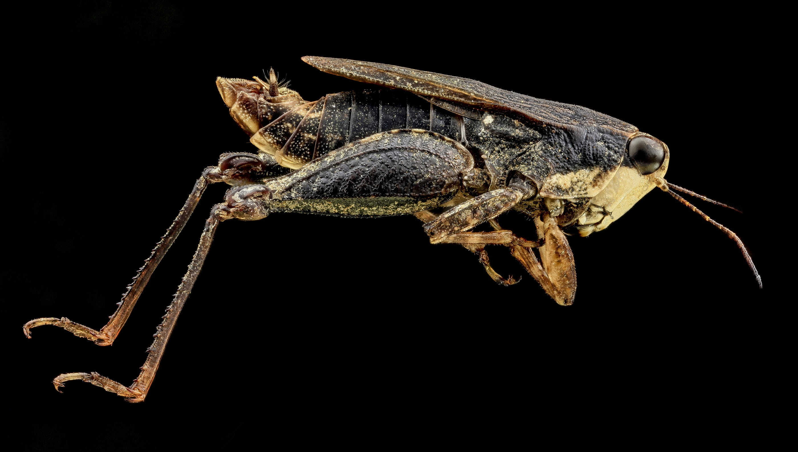 close-up, zoology, black background, close up, macro, one animal, invertebrate, animal body part, bug, nature, grouse locust, arthropod, full length, camel, HD Wallpaper