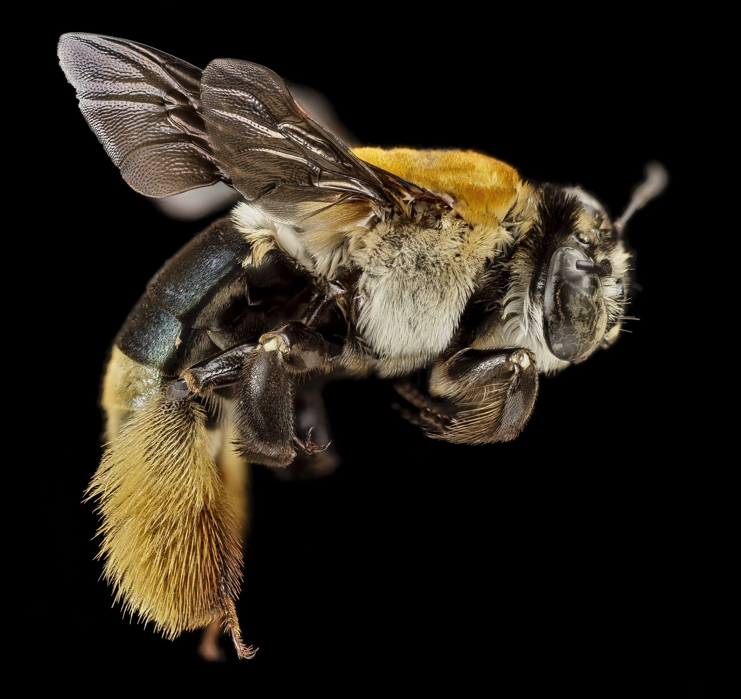 bee, flower, yellow, macro, puerto rico, carpenter, invertebrate, animal eye, close up, one animal, studio shot, animals in the wild, petal, portrait, insect, HD Wallpaper