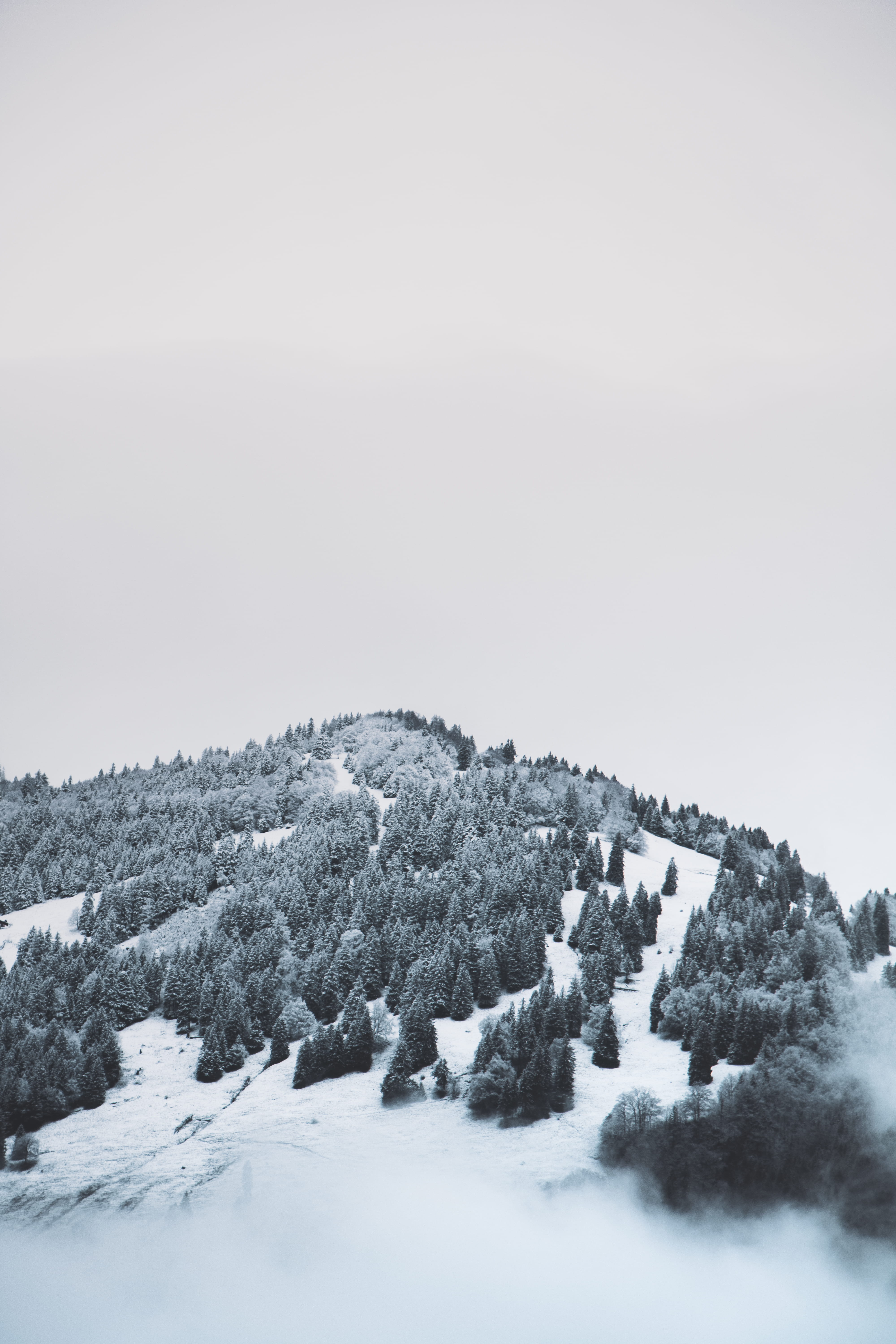 land, cloud, white color, plant, black, day, scenics - nature, white, 5K, germany, winter, fir, tree, environment, grayscale, outdoors, ice, fir tree, Phone HD Wallpaper