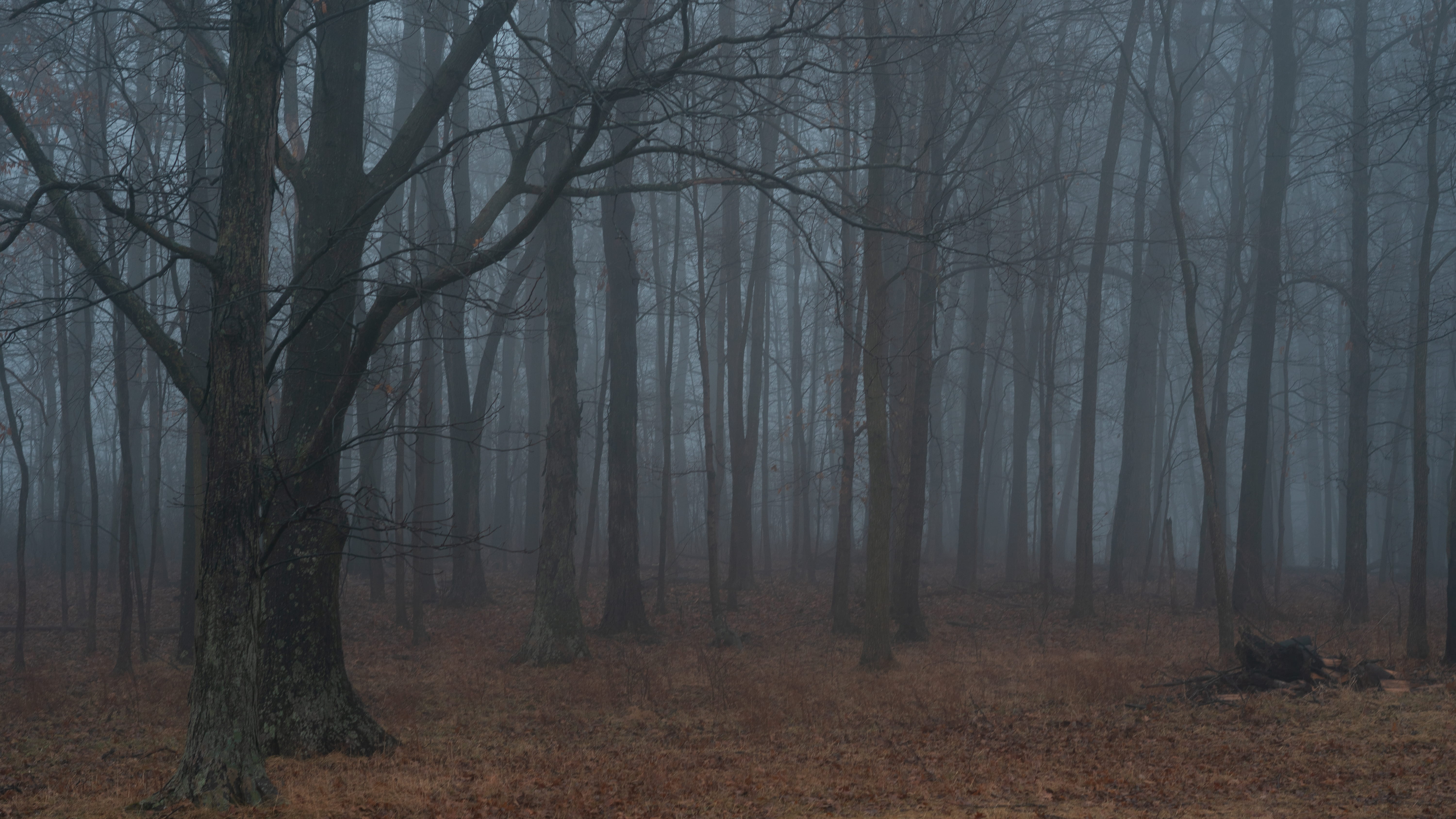 woods, hazy, leafs, fogs, tranquility, outdoors, branch, line, non-urban scene, environment, beauty in nature, tree, landscape, tranquil scene, forest, HD Wallpaper