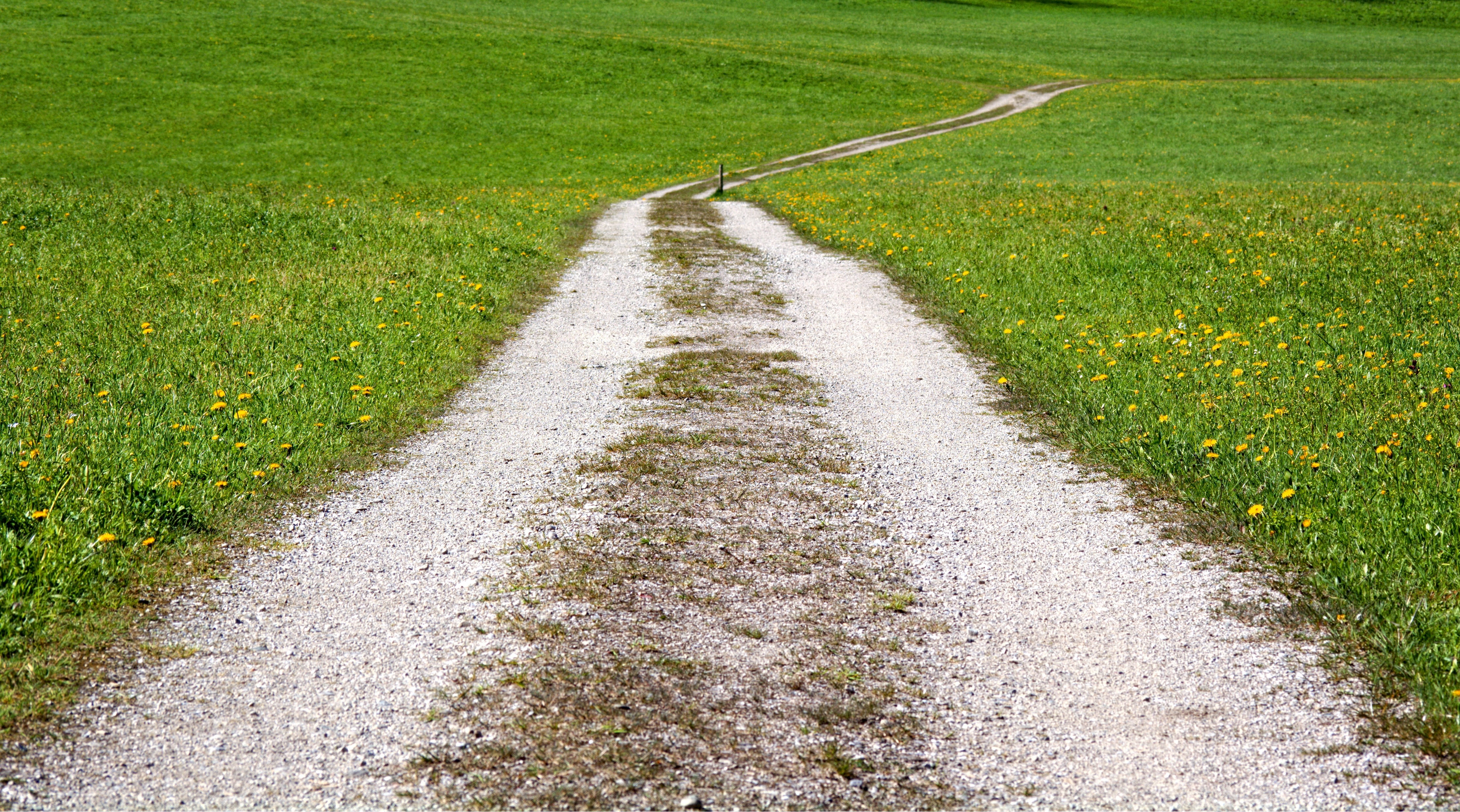 trail, ground, meadow, landscape way, plant, outdoors, pathway, summer, pasture, 4K, day, footpath, road, covered, the way forward, beauty in nature, growth, HD Wallpaper