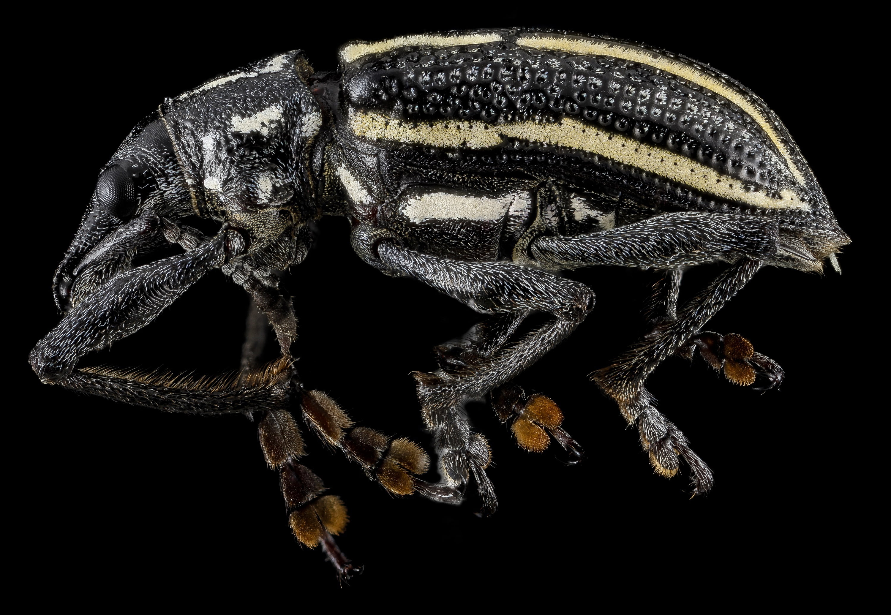 wildlife, black color, animal themes, animal, close-up, invertebrate, 2K, nature, cut out, animals in the wild, curculionidae, weevil, arthropod, u s geological survey, HD Wallpaper