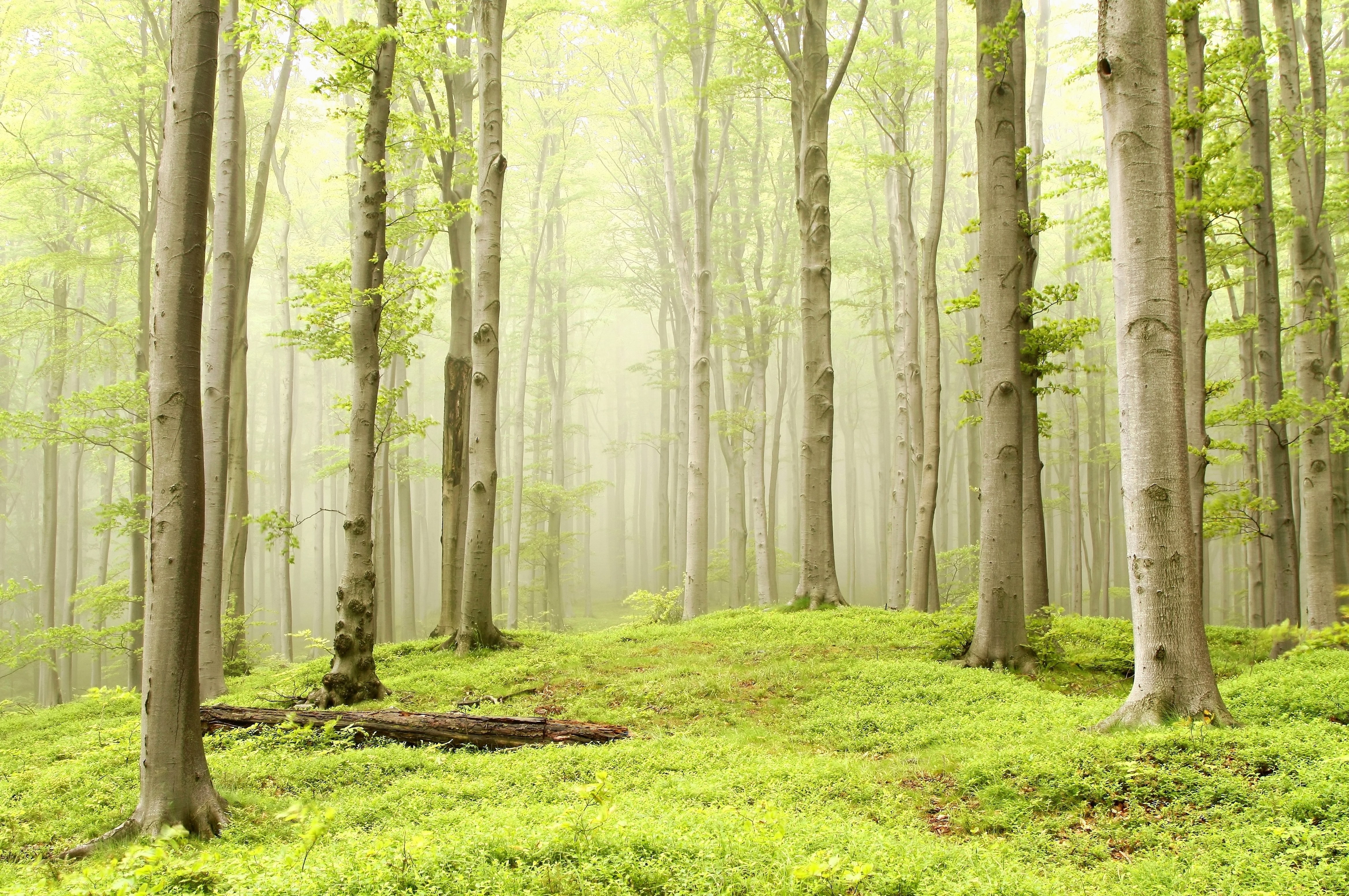 green, light green, trees, 4K, nature, mist, forest, bright, HD Wallpaper