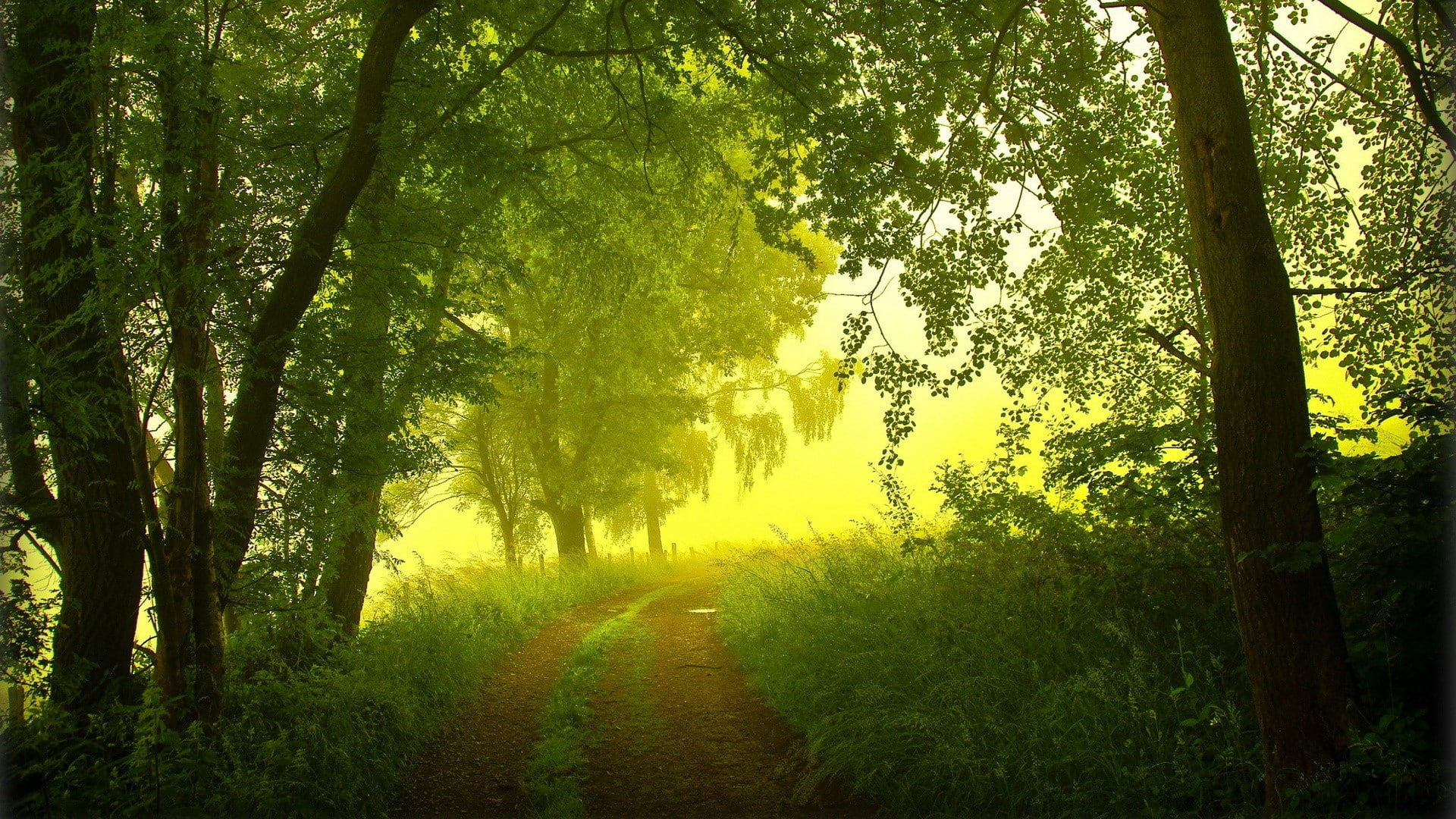 trees, forest, 1080P, mist, green, landscape, dirt road, HD Wallpaper