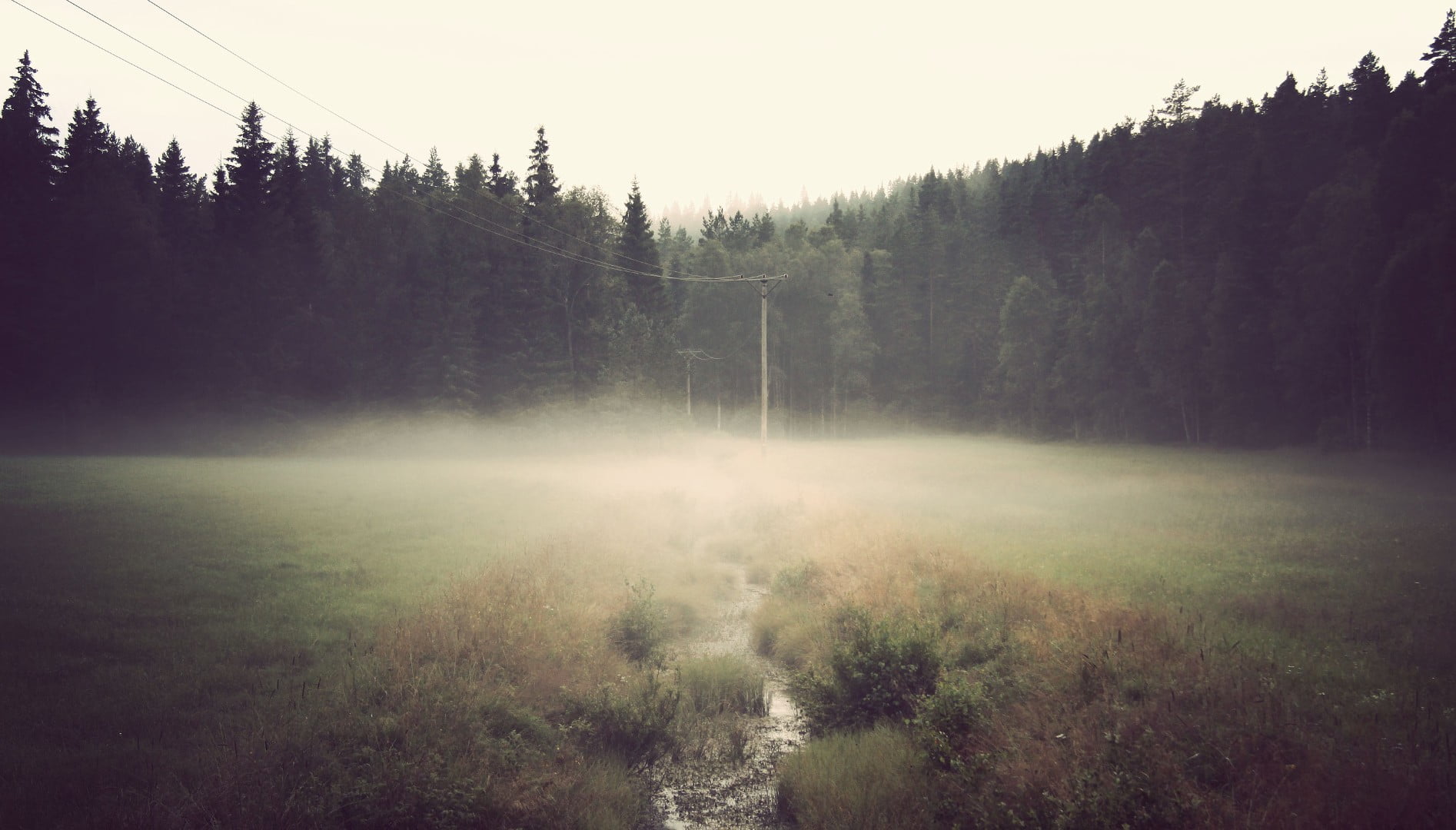 land, day, mist, green, beauty in nature, tranquility, fog, sky, environment, leafed, no people, trees, 720P, non-urban scene, growth, tree, nature, forest, HD Wallpaper
